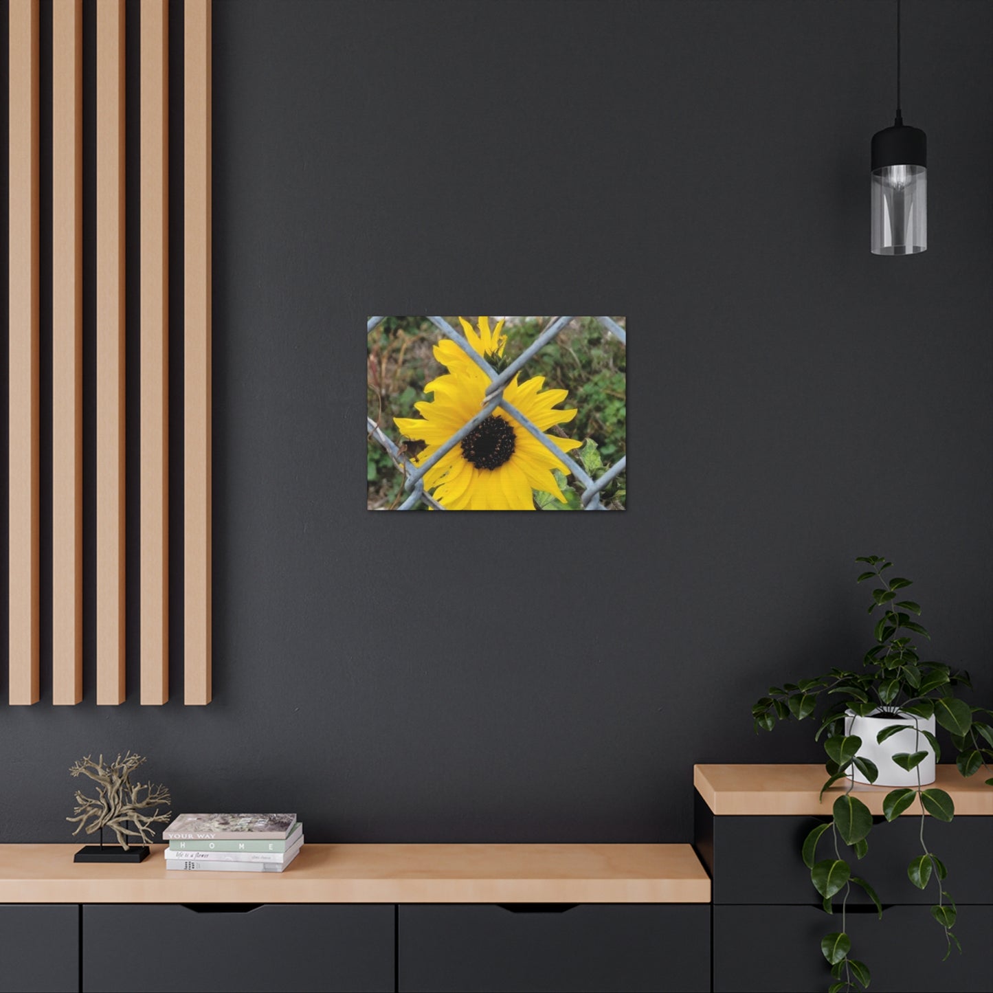 Sunflower Behind A Fence Canvas Gallery Wraps