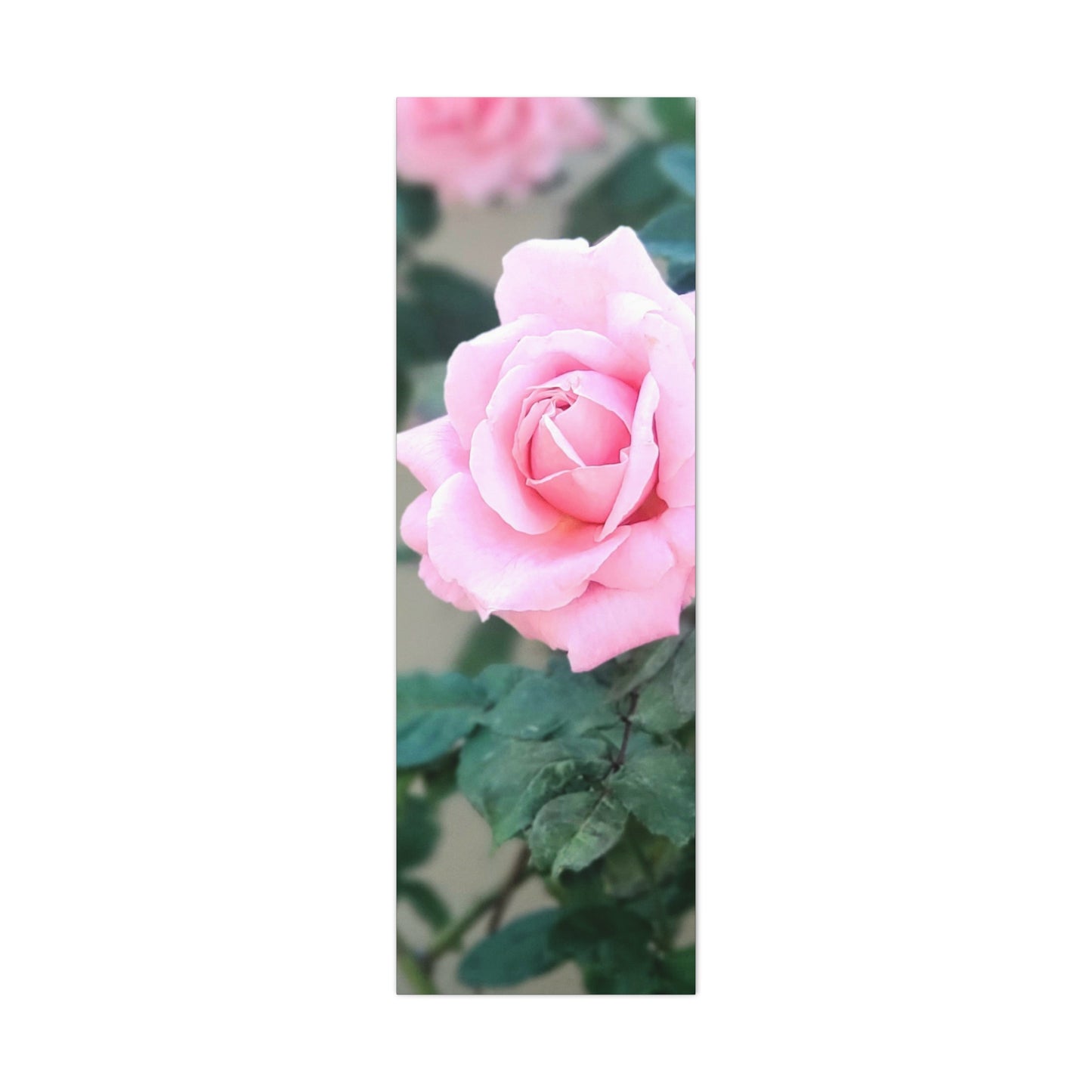 Focus on a Pink Rose | High Bloom Collection | Wall Art Print | Life By Ortavia