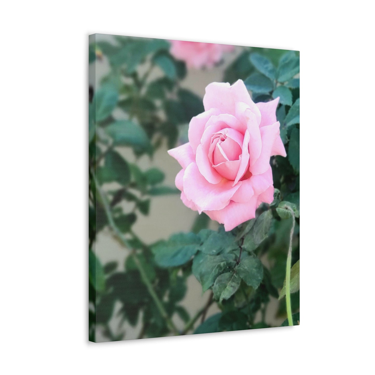 Focus on a Pink Rose | High Bloom Collection | Wall Art Print | Life By Ortavia