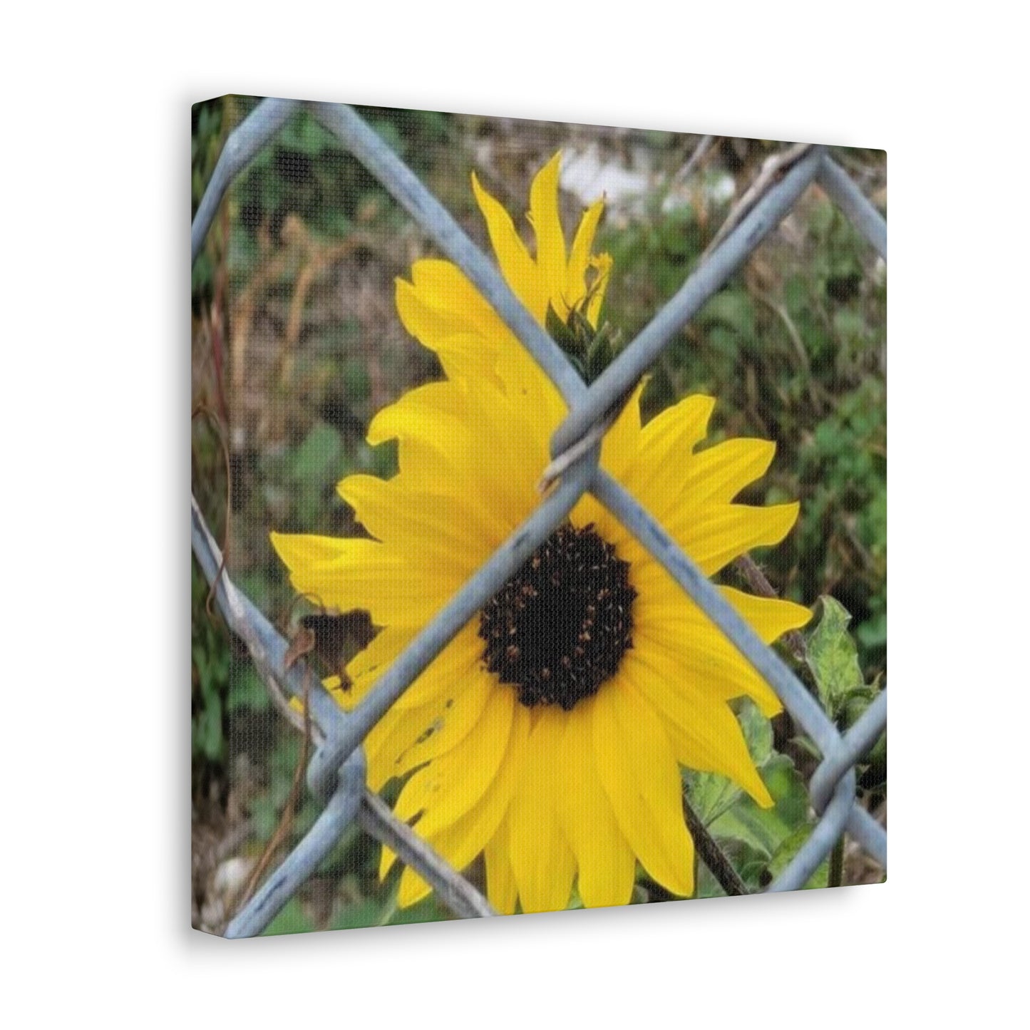Sunflower Behind A Fence Canvas Gallery Wraps