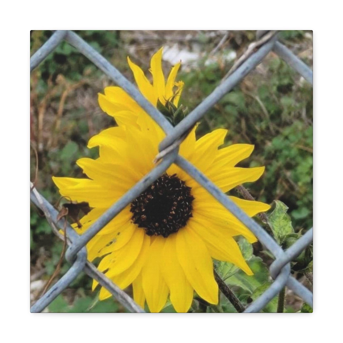 Sunflower Behind A Fence Canvas Gallery Wraps