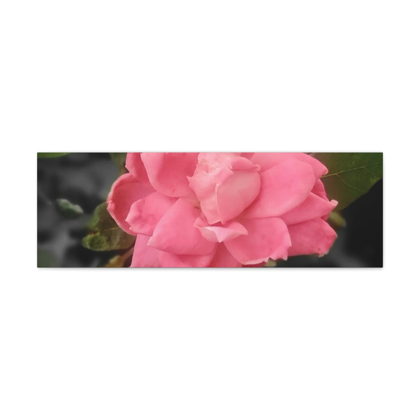 Pink Flower On A Vine | Wall Canvas | Bloom Collection