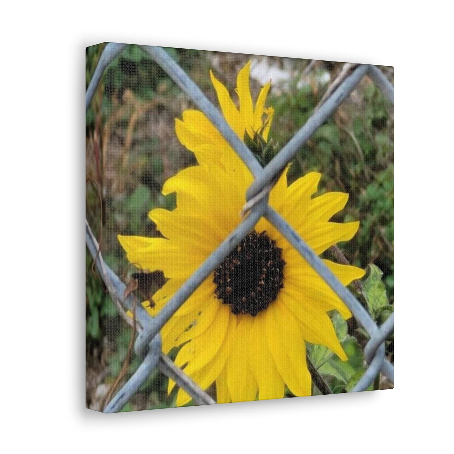 Sunflower Behind A Fence Canvas Gallery Wraps
