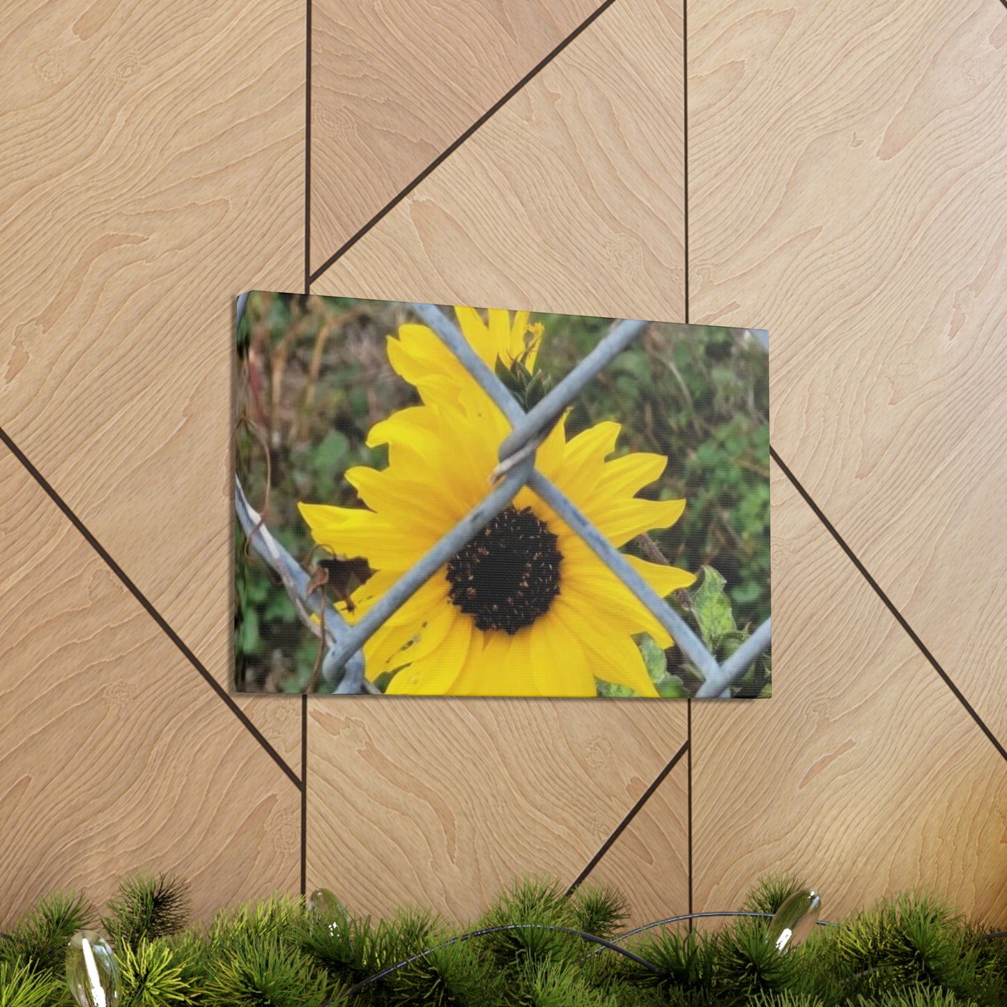 Sunflower Behind A Fence Canvas Gallery Wraps