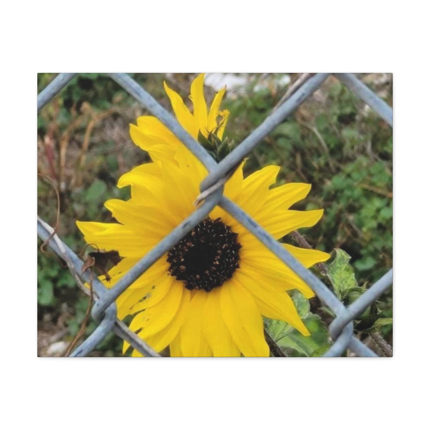Sunflower Behind A Fence Canvas Gallery Wraps