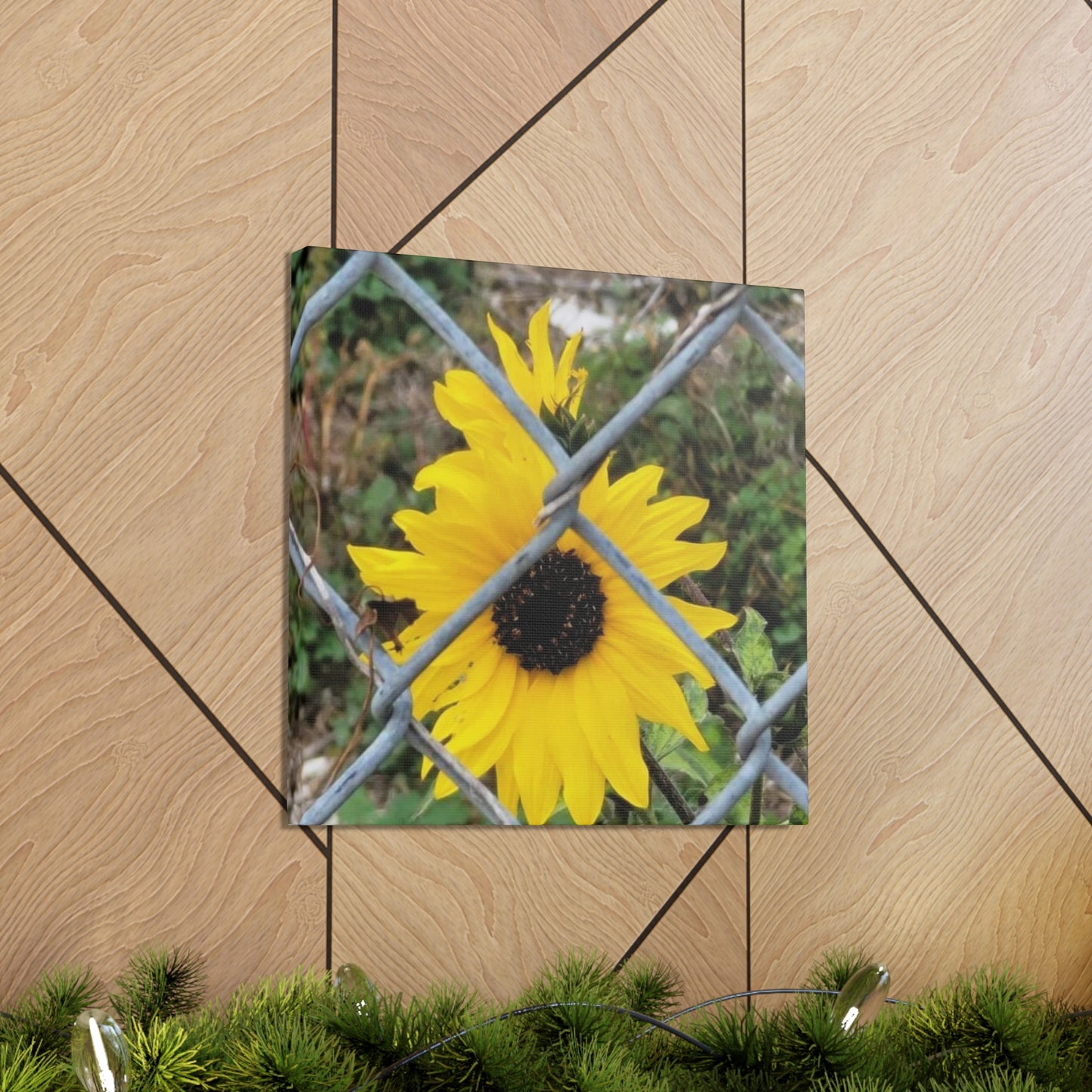 Sunflower Behind A Fence Canvas Gallery Wraps