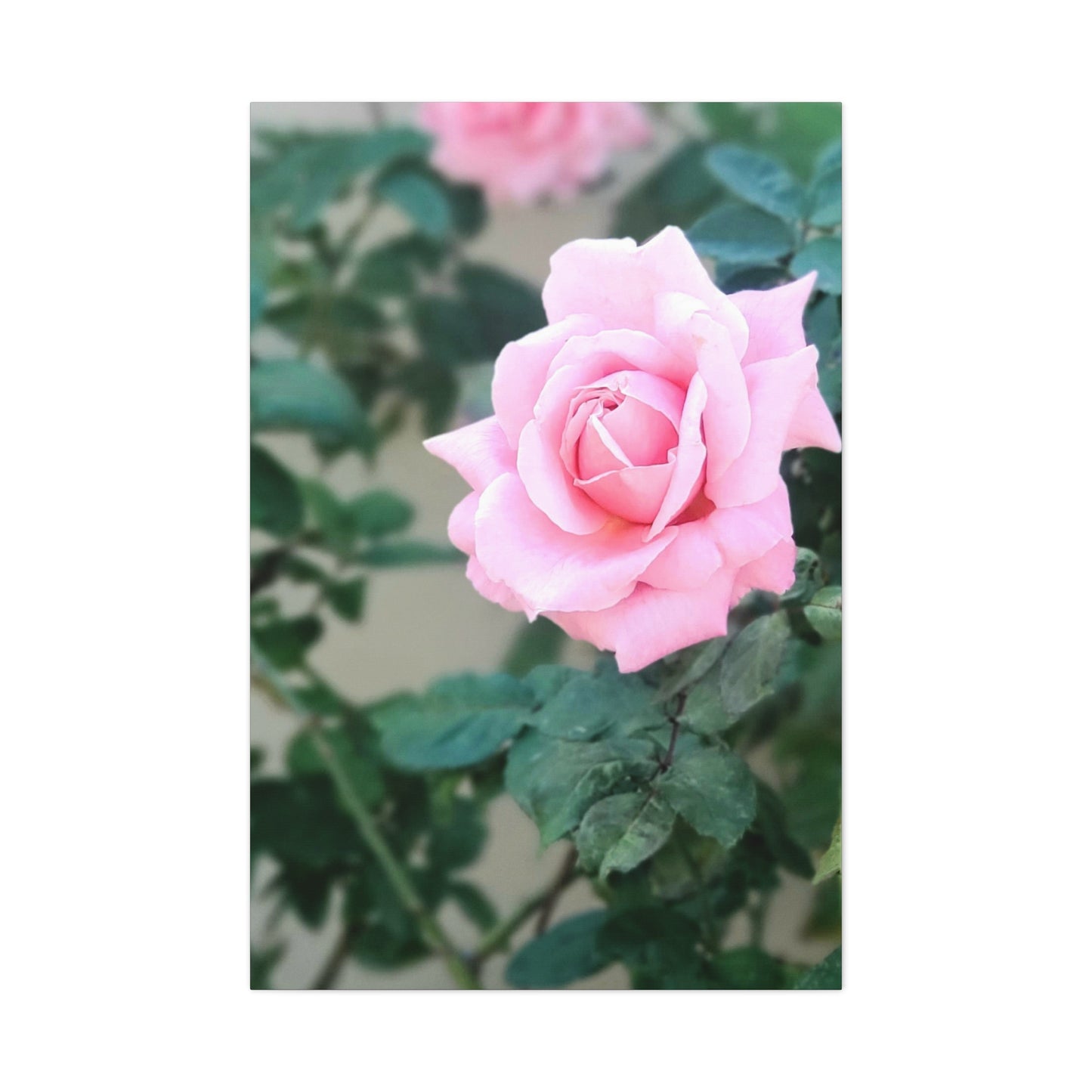 Focus on a Pink Rose | High Bloom Collection | Wall Art Print | Life By Ortavia