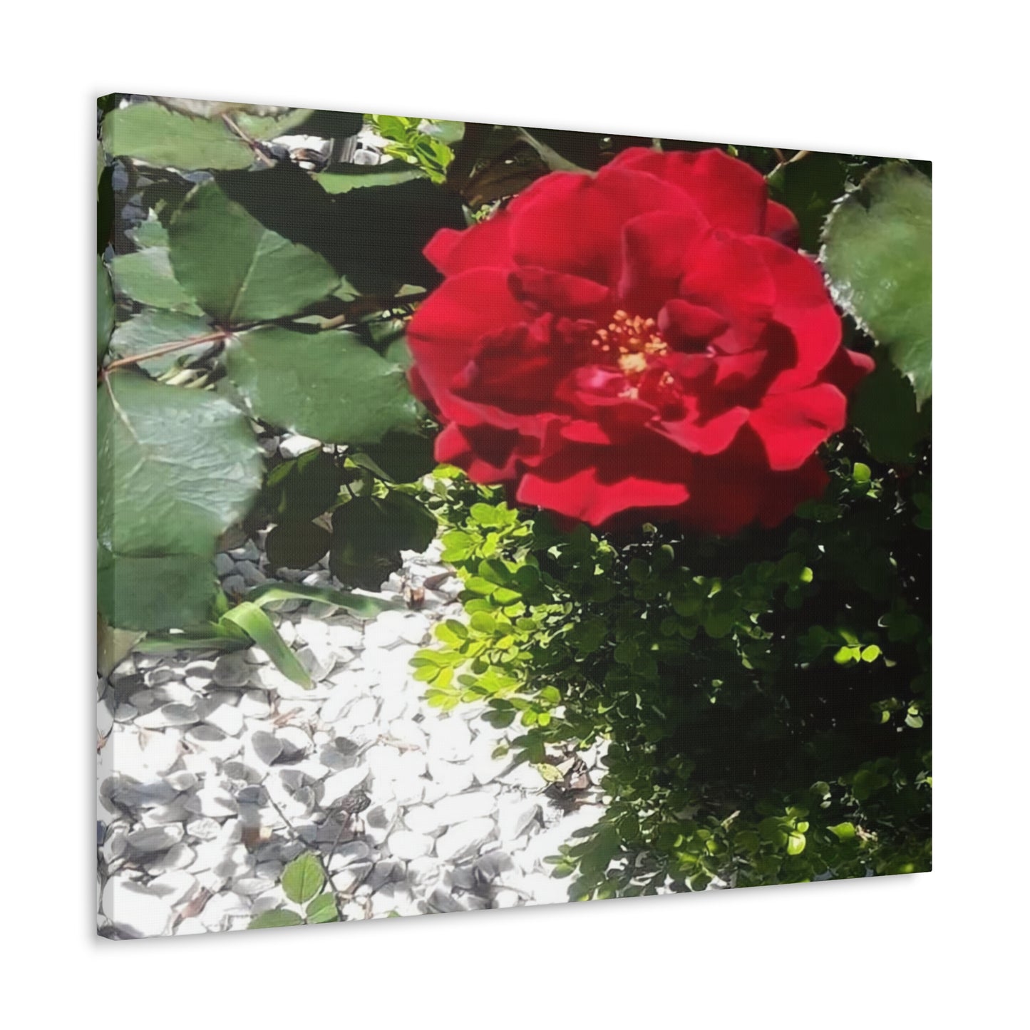 Europeana Red Rose | Wall Art Print | High Bloom Collection | Life By Ortavia