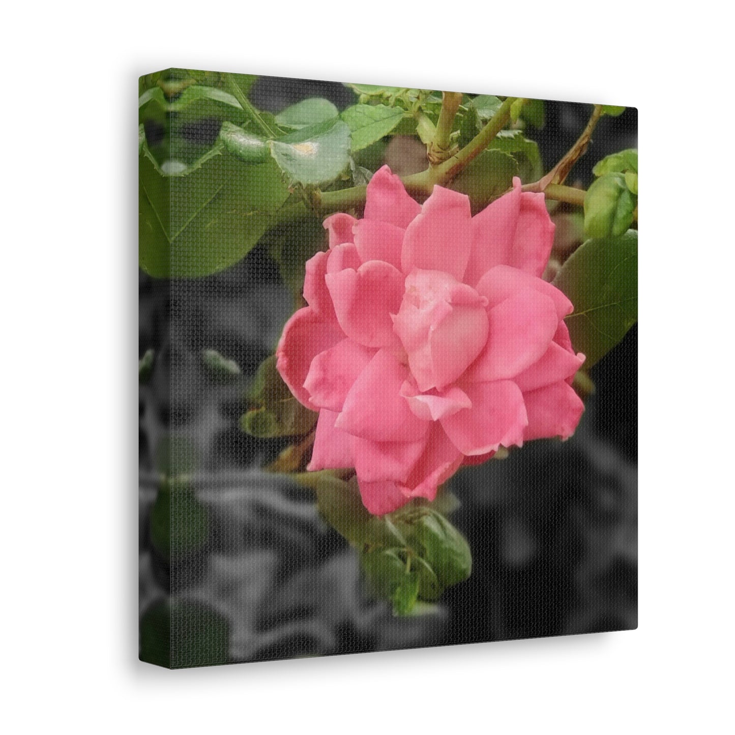 Pink Flower On A Vine | Wall Canvas | Bloom Collection