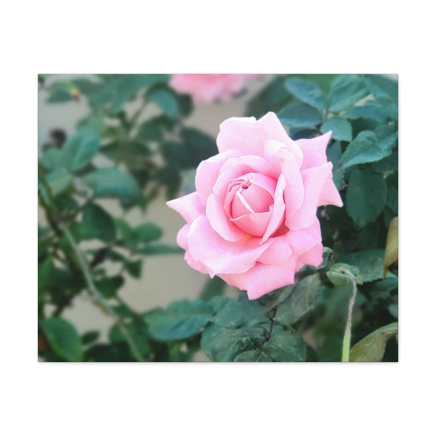 Focus on a Pink Rose | High Bloom Collection | Wall Art Print | Life By Ortavia