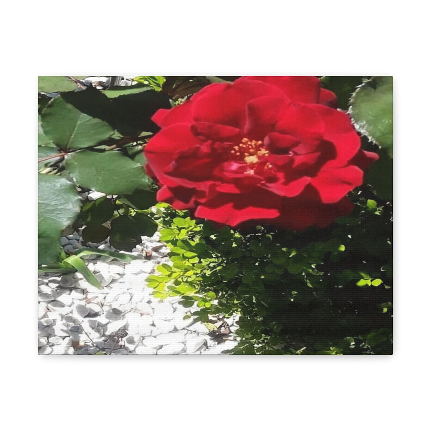 Europeana Red Rose | Wall Art Print | High Bloom Collection | Life By Ortavia
