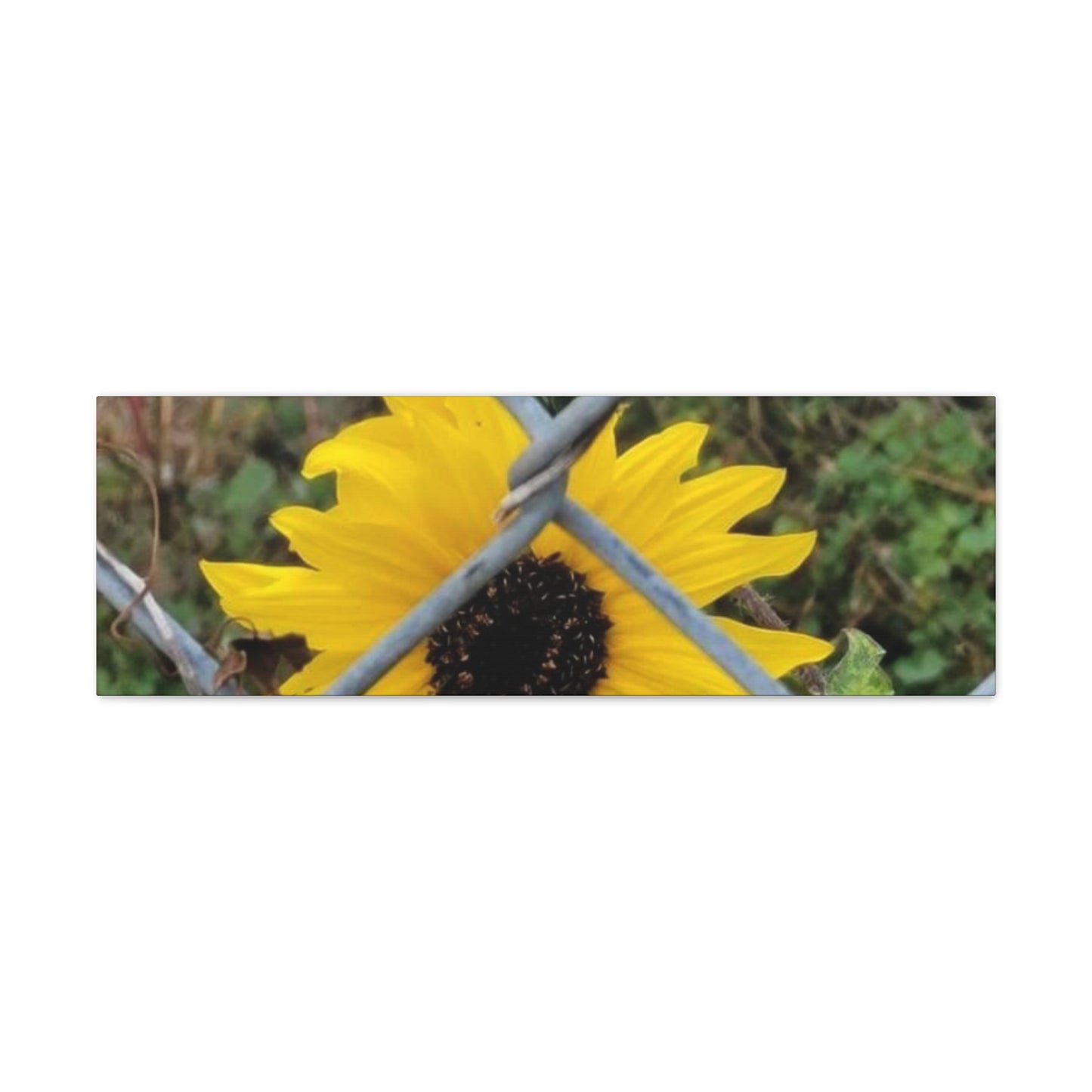 Sunflower Behind A Fence Canvas Gallery Wraps