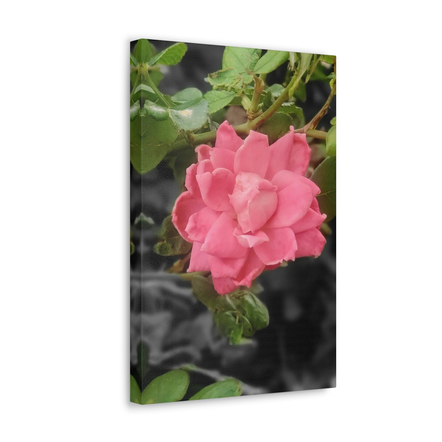 Pink Flower On A Vine | Wall Canvas | Bloom Collection