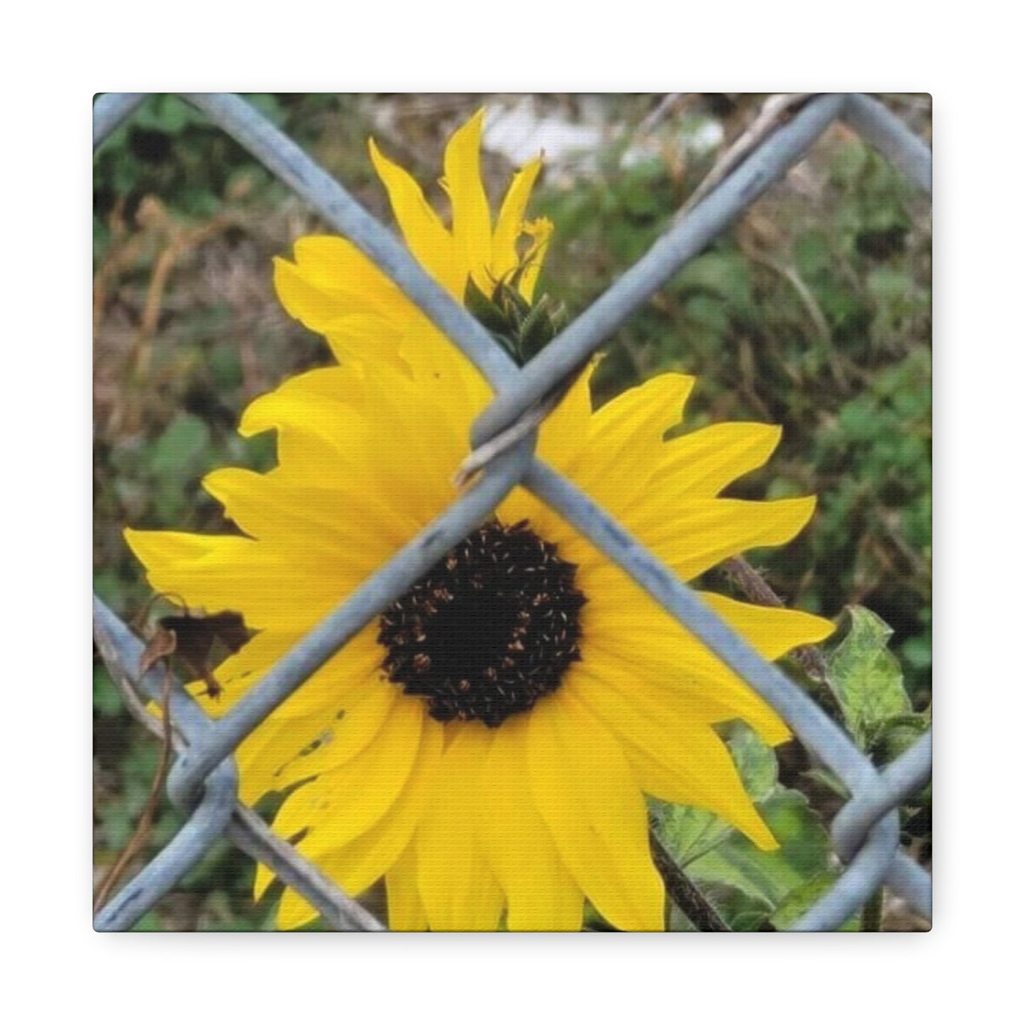 Sunflower Behind A Fence Canvas Gallery Wraps