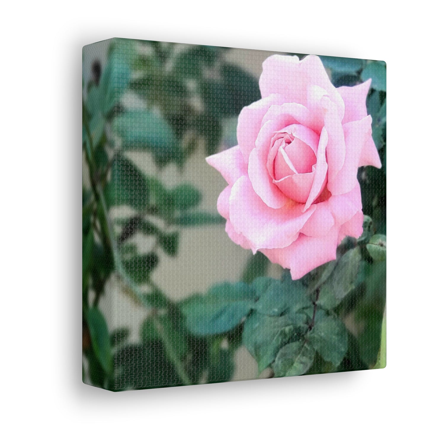 Focus on a Pink Rose | High Bloom Collection | Wall Art Print | Life By Ortavia
