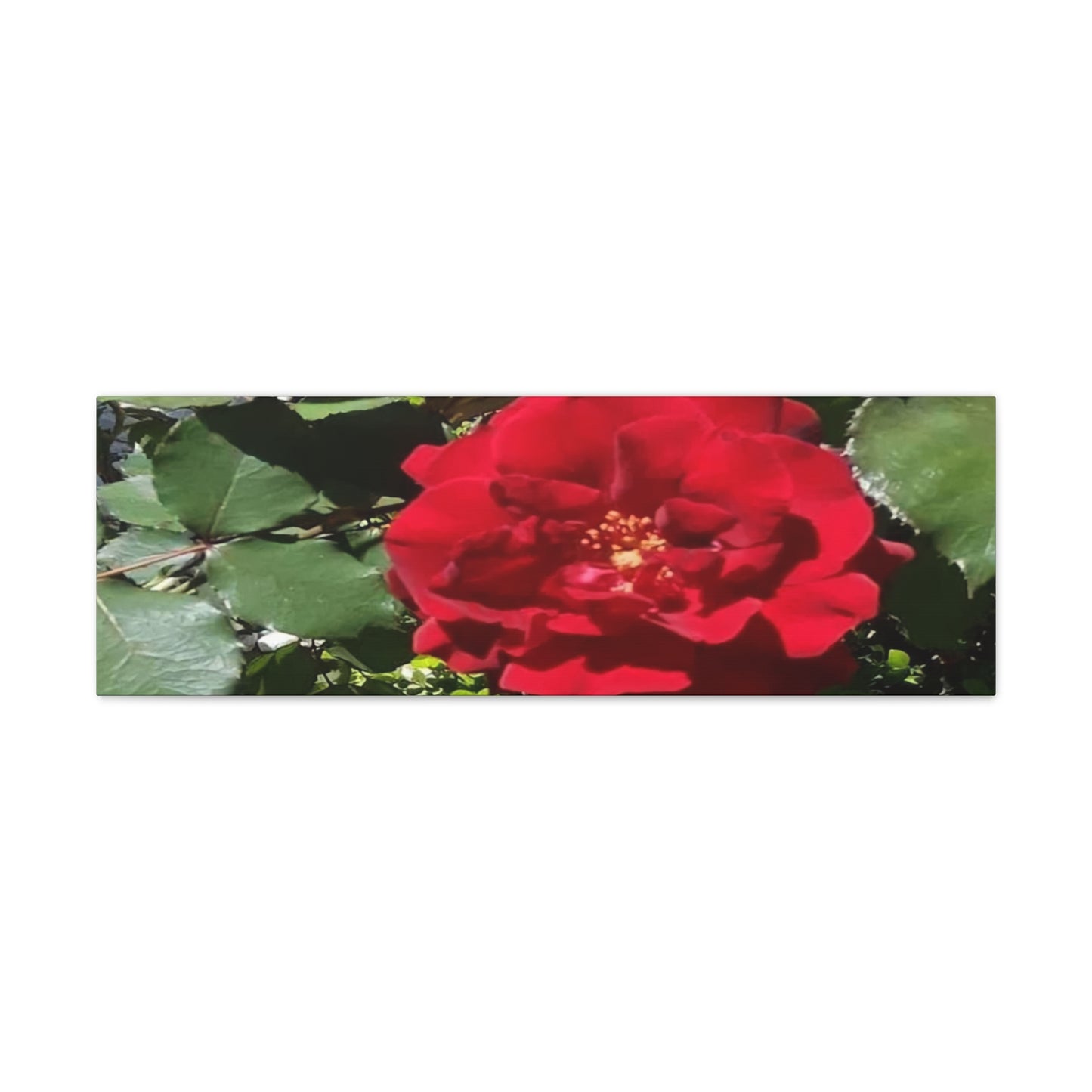 Europeana Red Rose | Wall Art Print | High Bloom Collection | Life By Ortavia