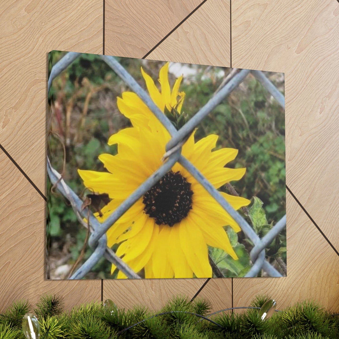 Sunflower Behind A Fence Canvas Gallery Wraps