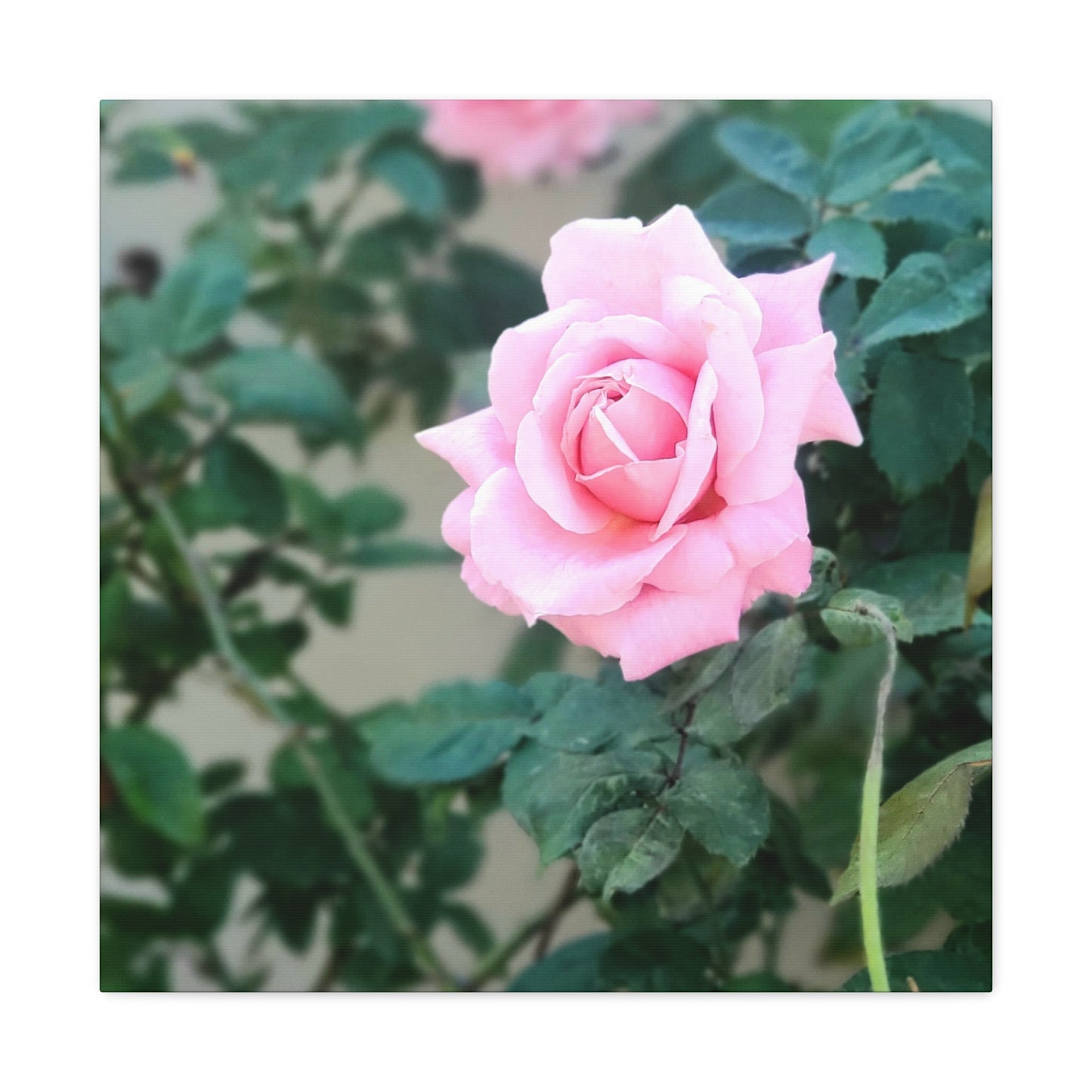 Focus on a Pink Rose | High Bloom Collection | Wall Art Print | Life By Ortavia