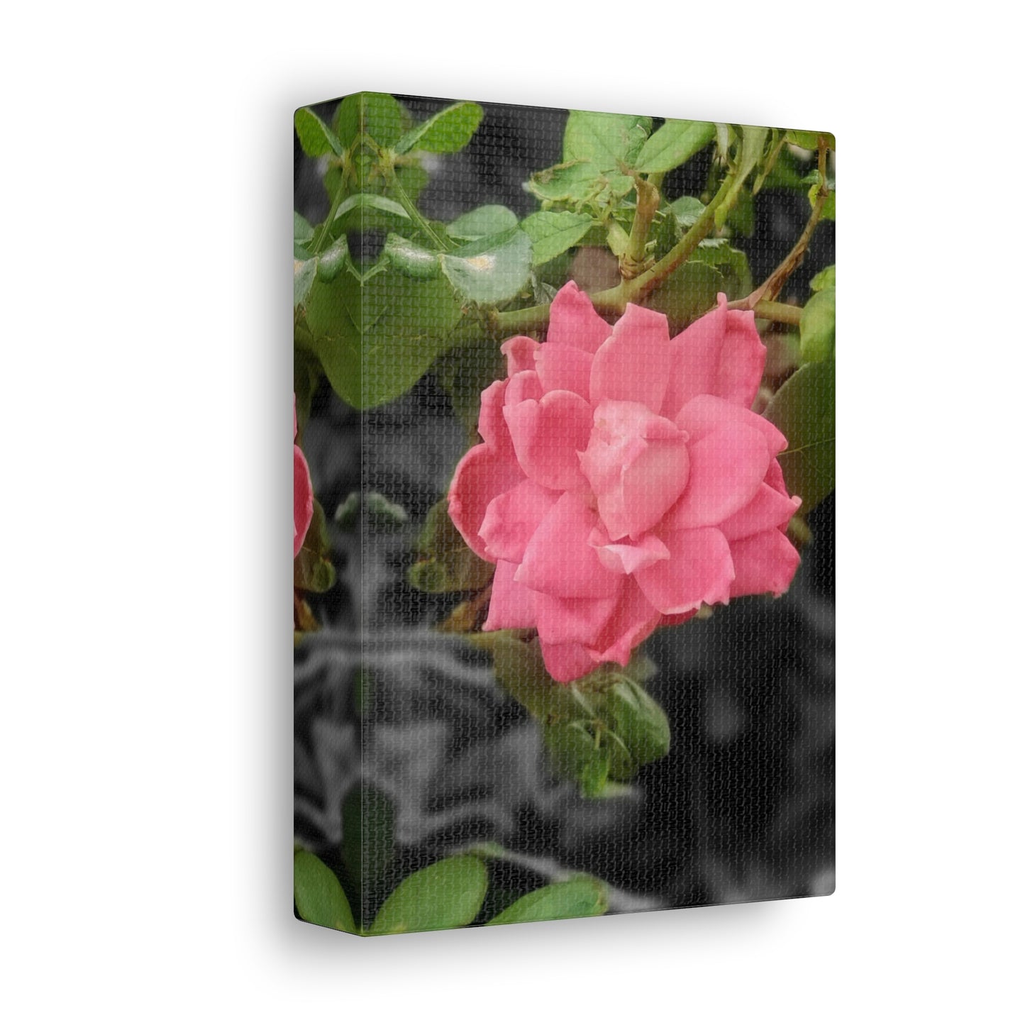 Pink Flower On A Vine | Wall Canvas | Bloom Collection