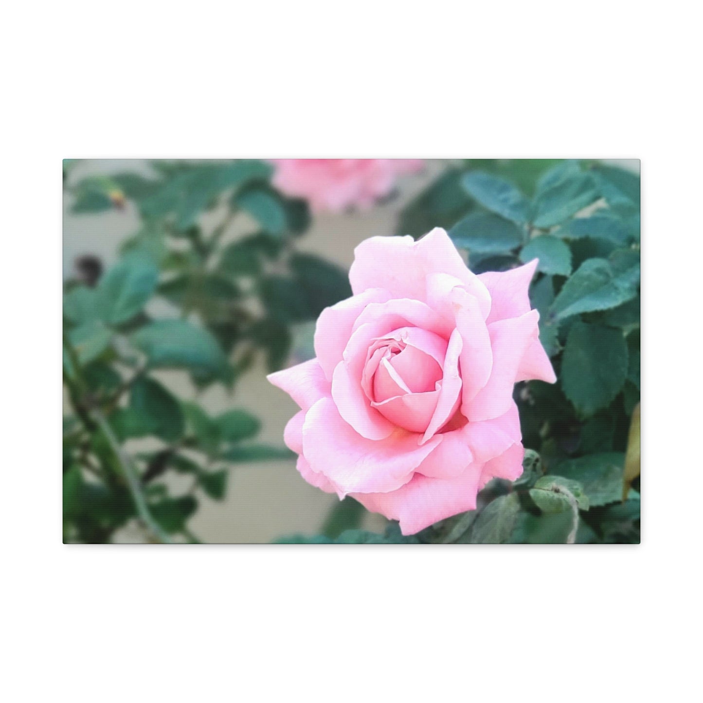 Focus on a Pink Rose | High Bloom Collection | Wall Art Print | Life By Ortavia