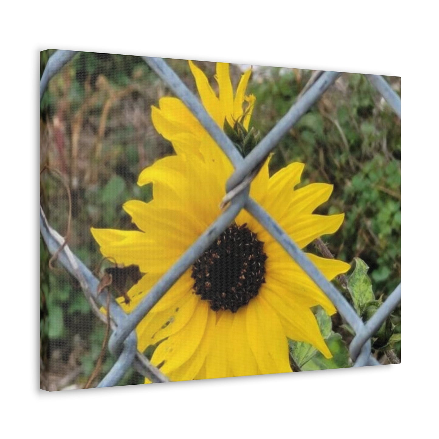 Sunflower Behind A Fence Canvas Gallery Wraps