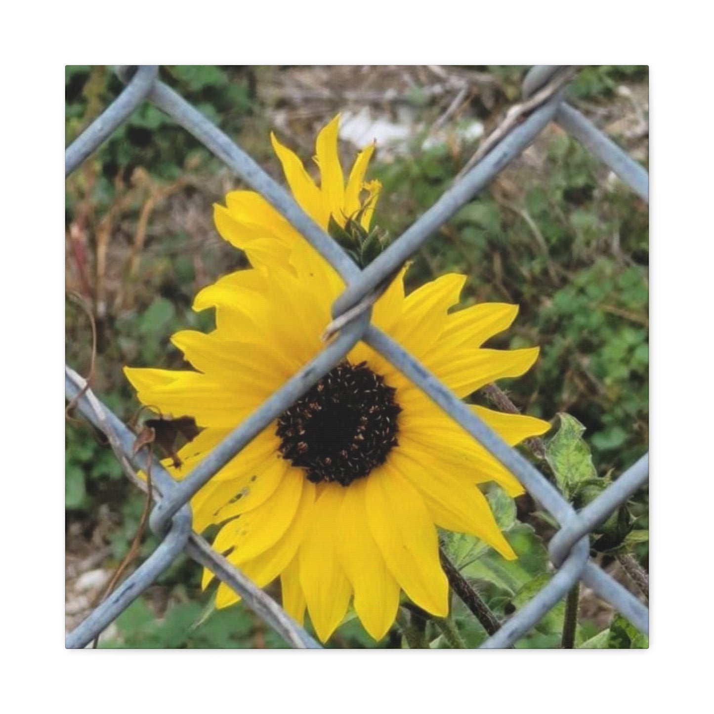 Sunflower Behind A Fence Canvas Gallery Wraps
