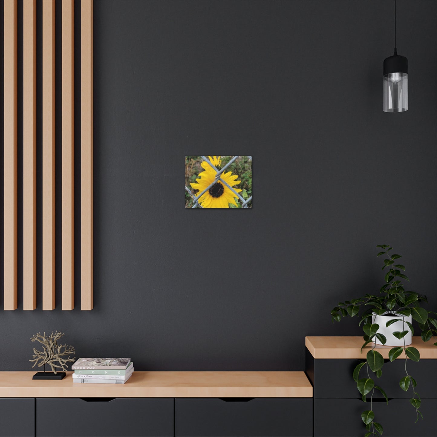 Sunflower Behind A Fence Canvas Gallery Wraps