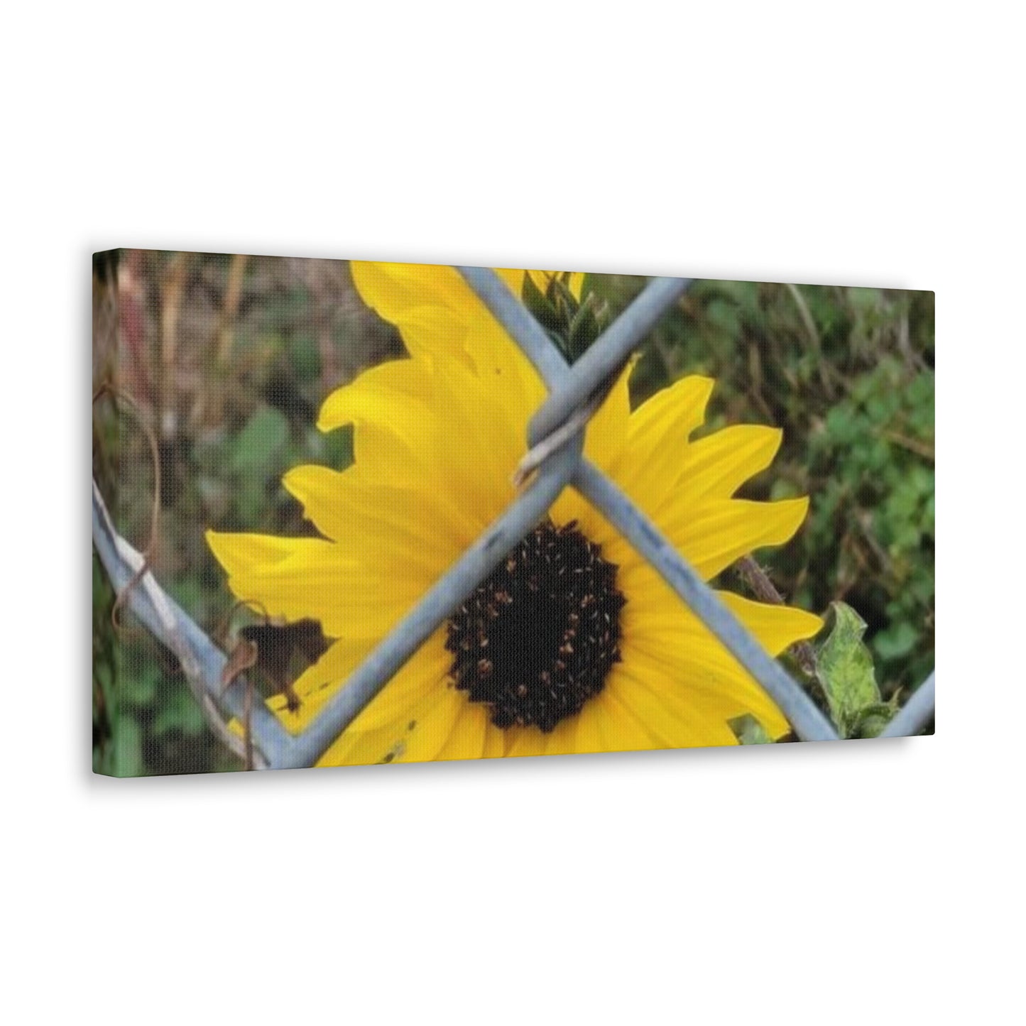 Sunflower Behind A Fence Canvas Gallery Wraps