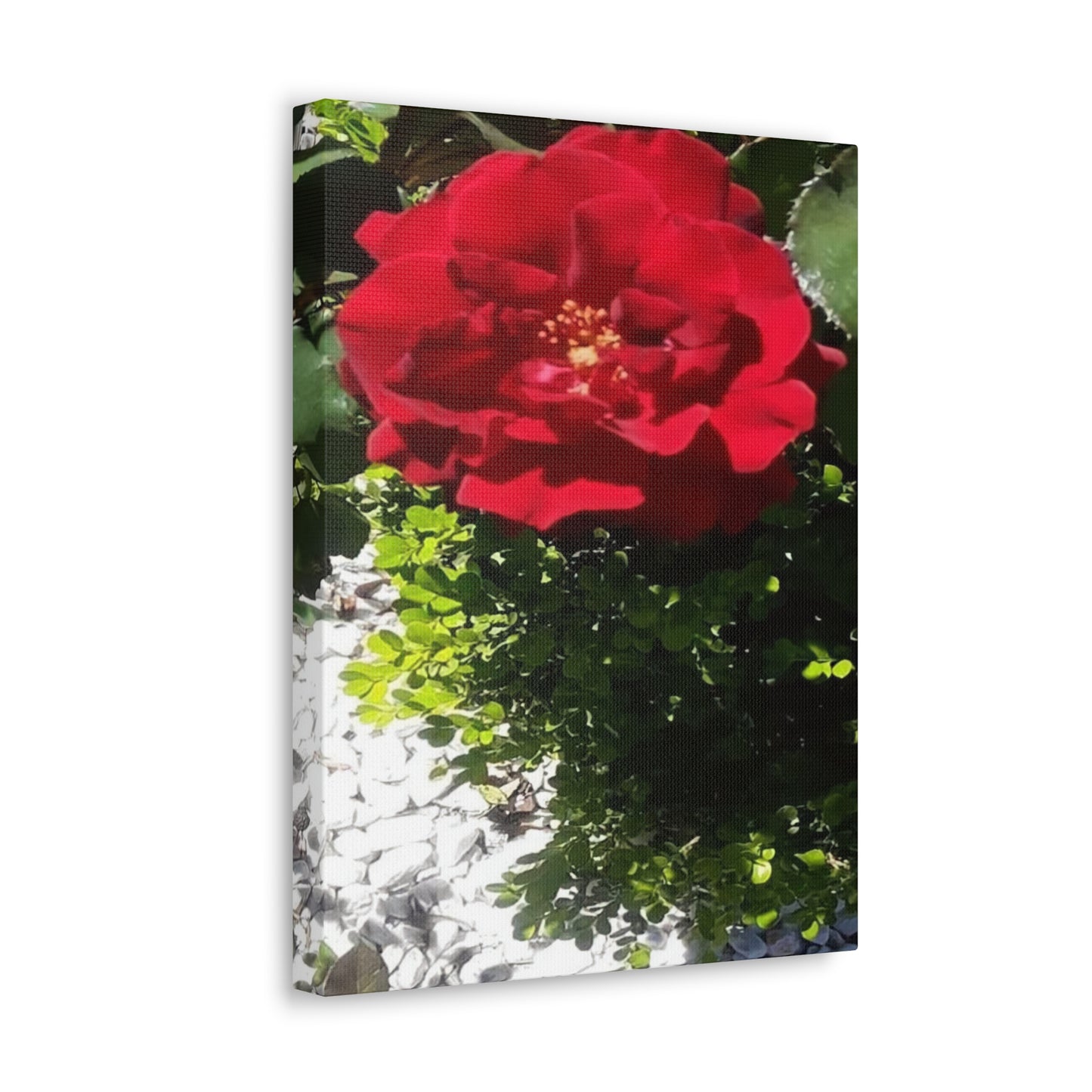 Europeana Red Rose | Wall Art Print | High Bloom Collection | Life By Ortavia