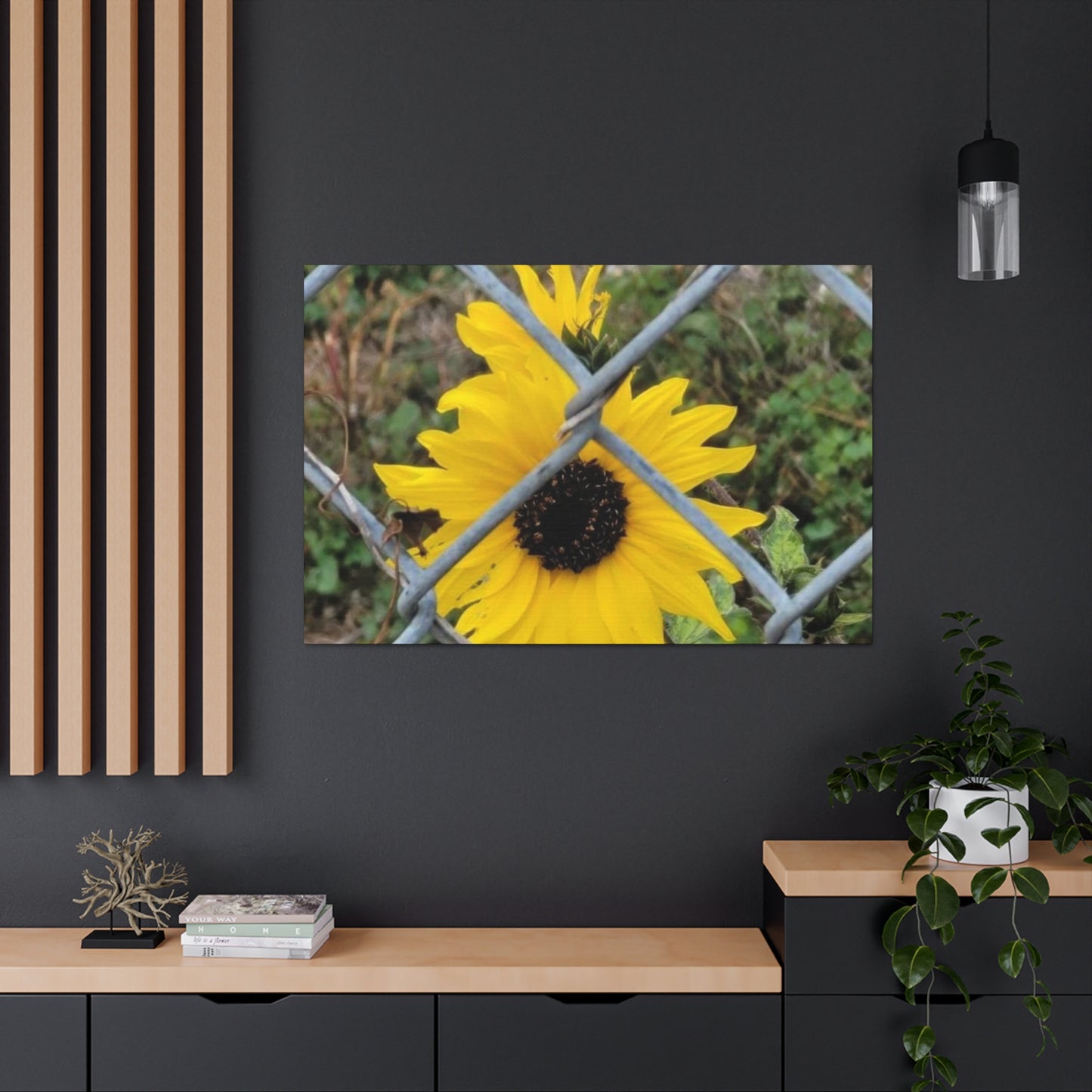 Sunflower Behind A Fence Canvas Gallery Wraps