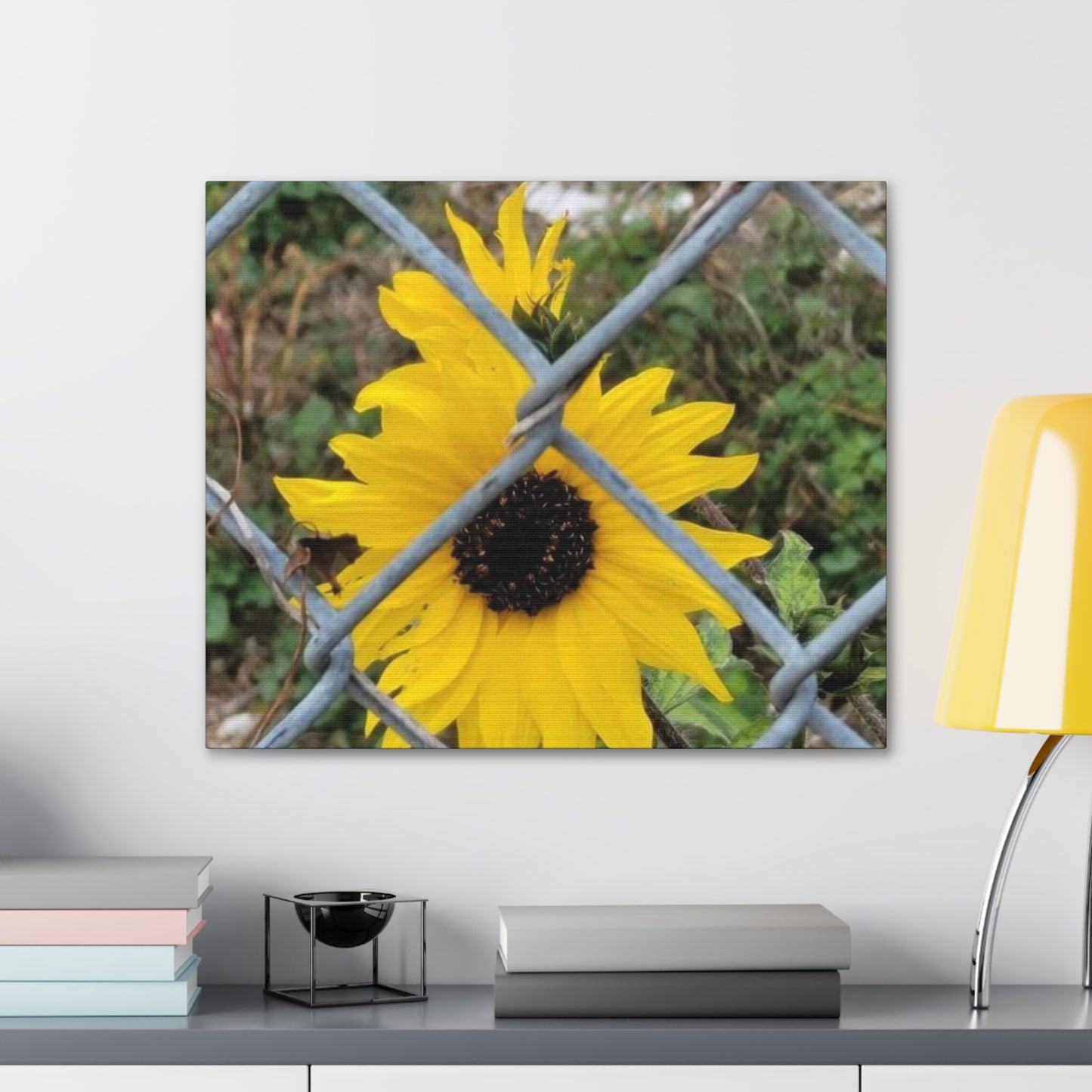 Sunflower Behind A Fence Canvas Gallery Wraps