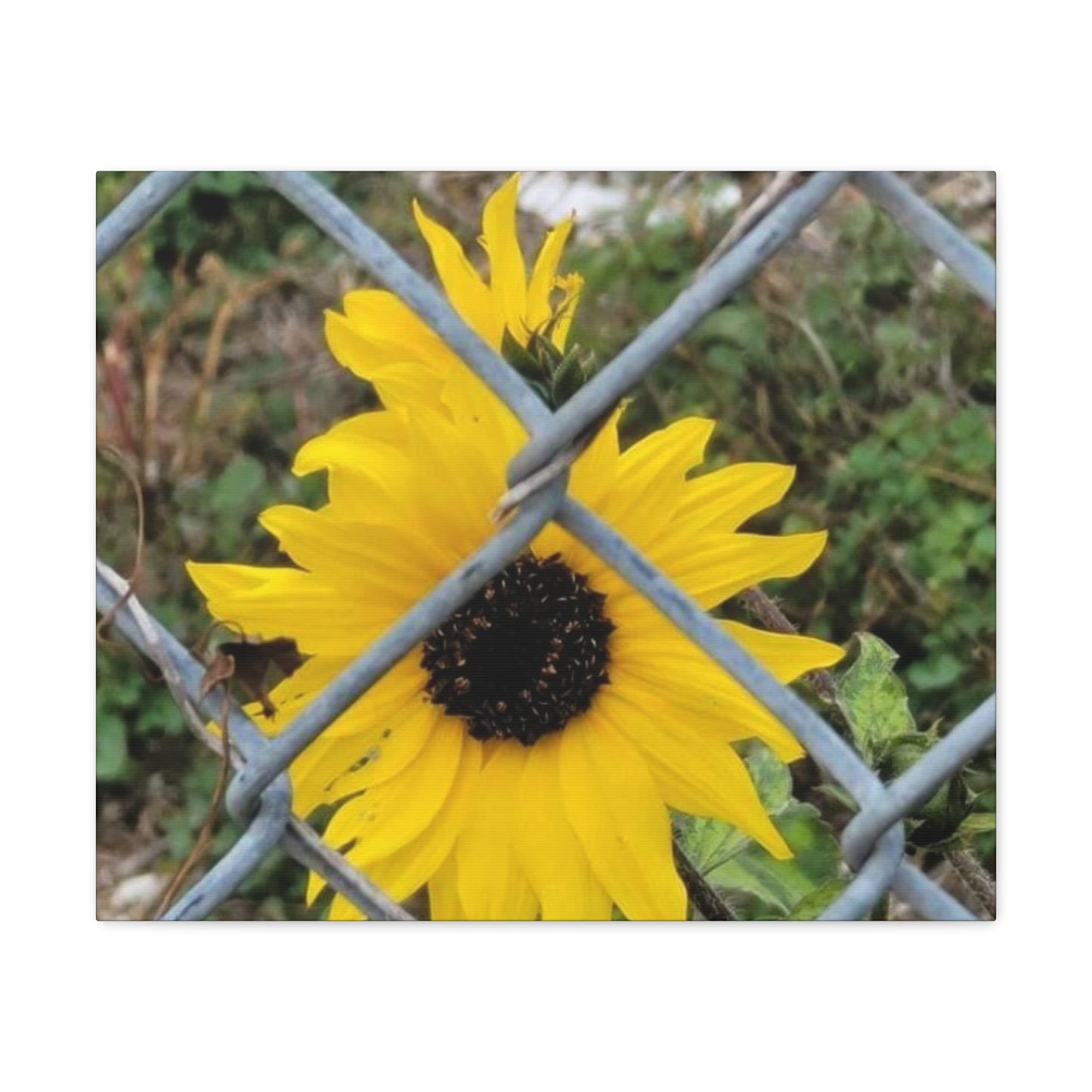Sunflower Behind A Fence Canvas Gallery Wraps