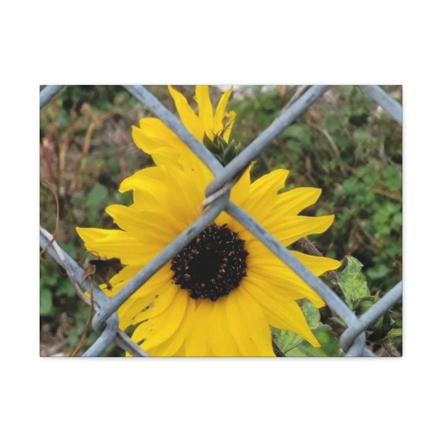 Sunflower Behind A Fence Canvas Gallery Wraps