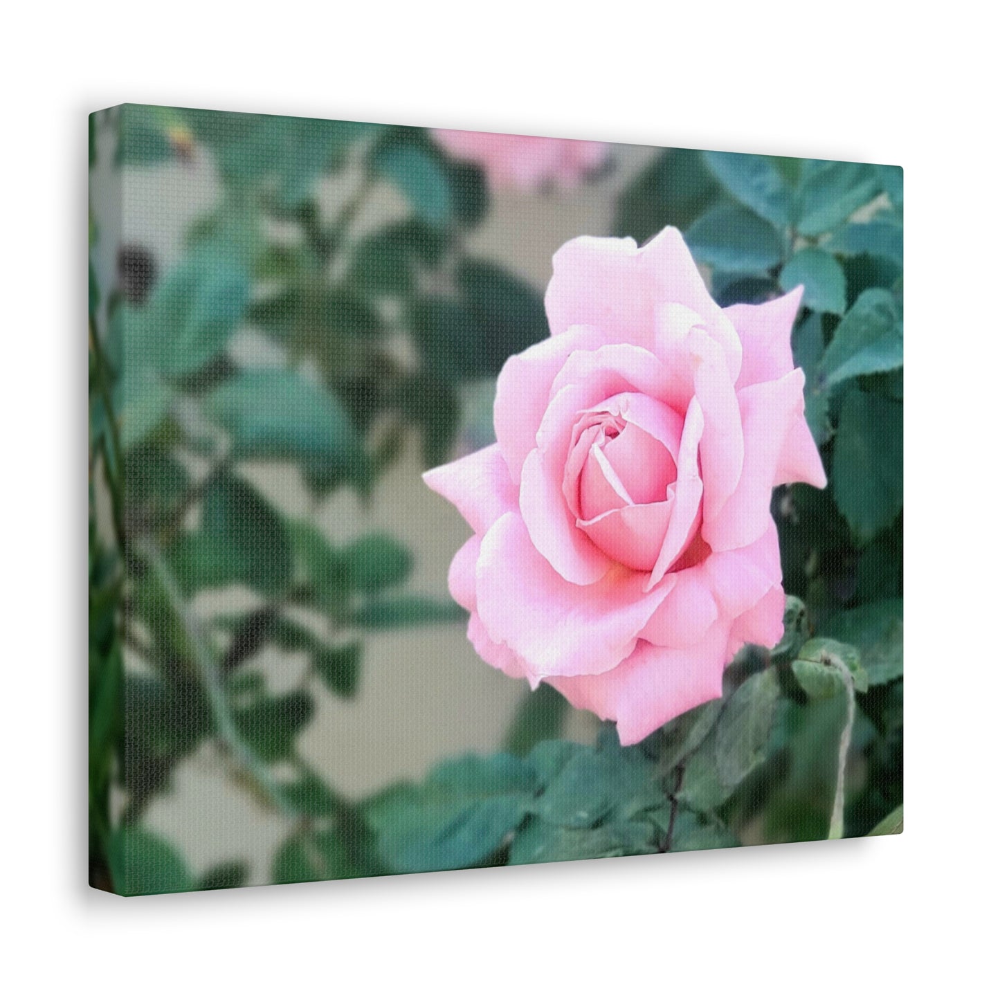 Focus on a Pink Rose | High Bloom Collection | Wall Art Print | Life By Ortavia