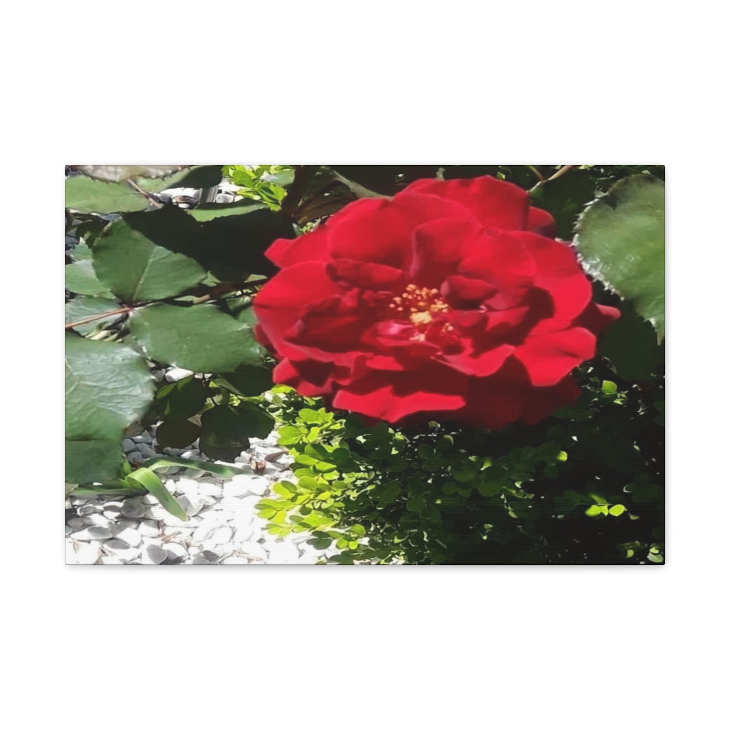 Europeana Red Rose | Wall Art Print | High Bloom Collection | Life By Ortavia