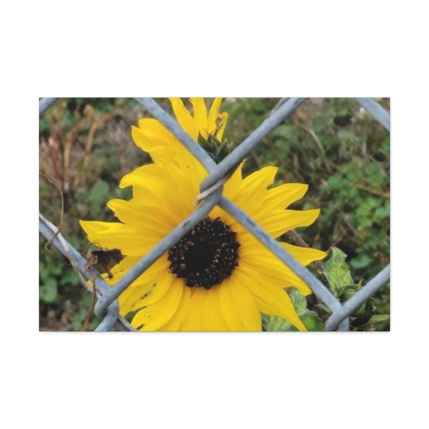 Sunflower Behind A Fence Canvas Gallery Wraps