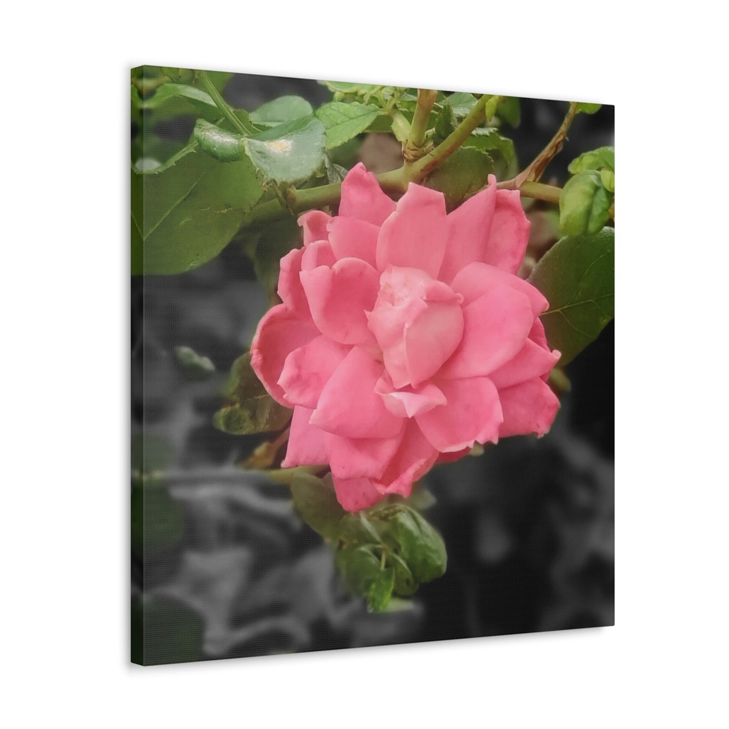 Pink Flower On A Vine | Wall Canvas | Bloom Collection
