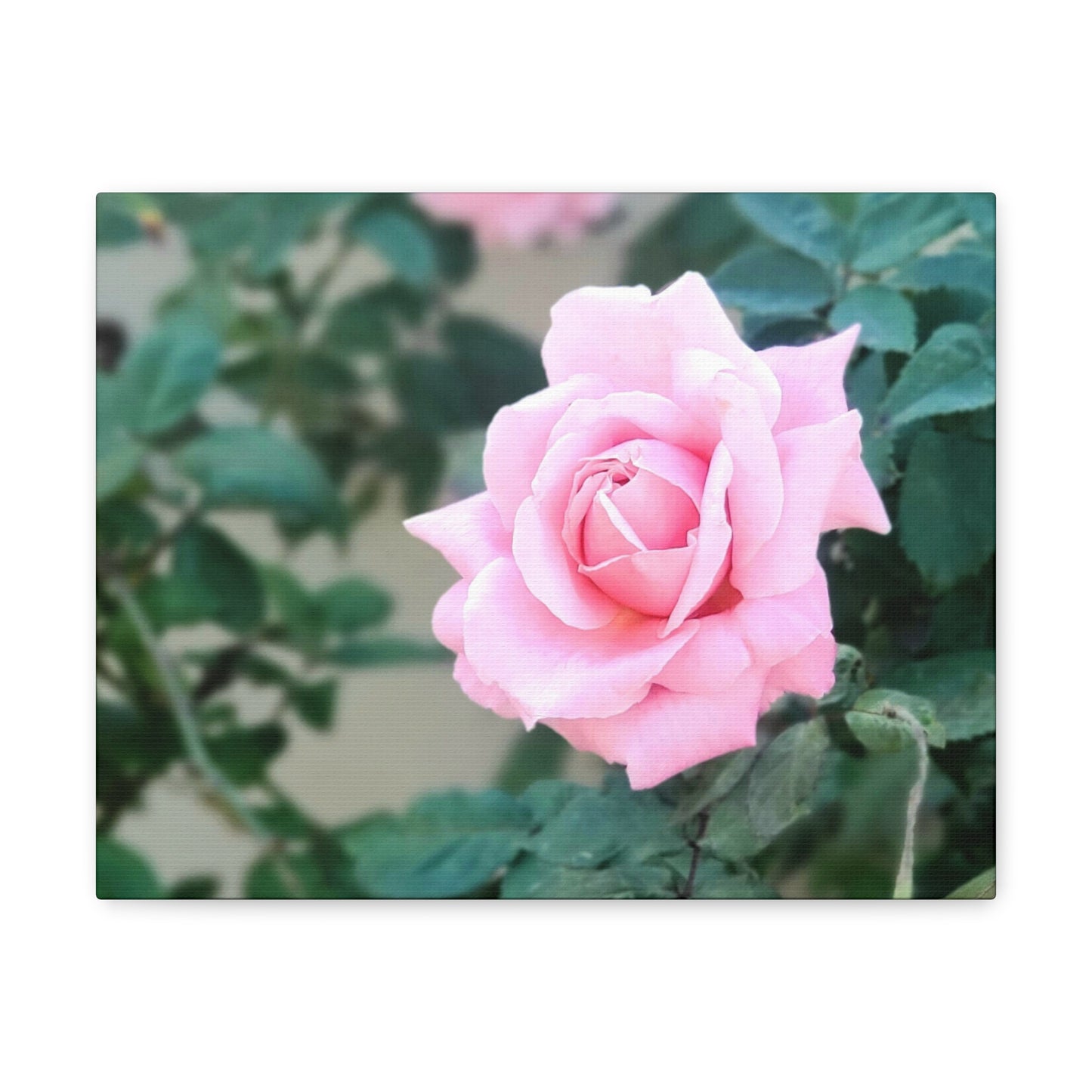 Focus on a Pink Rose | High Bloom Collection | Wall Art Print | Life By Ortavia