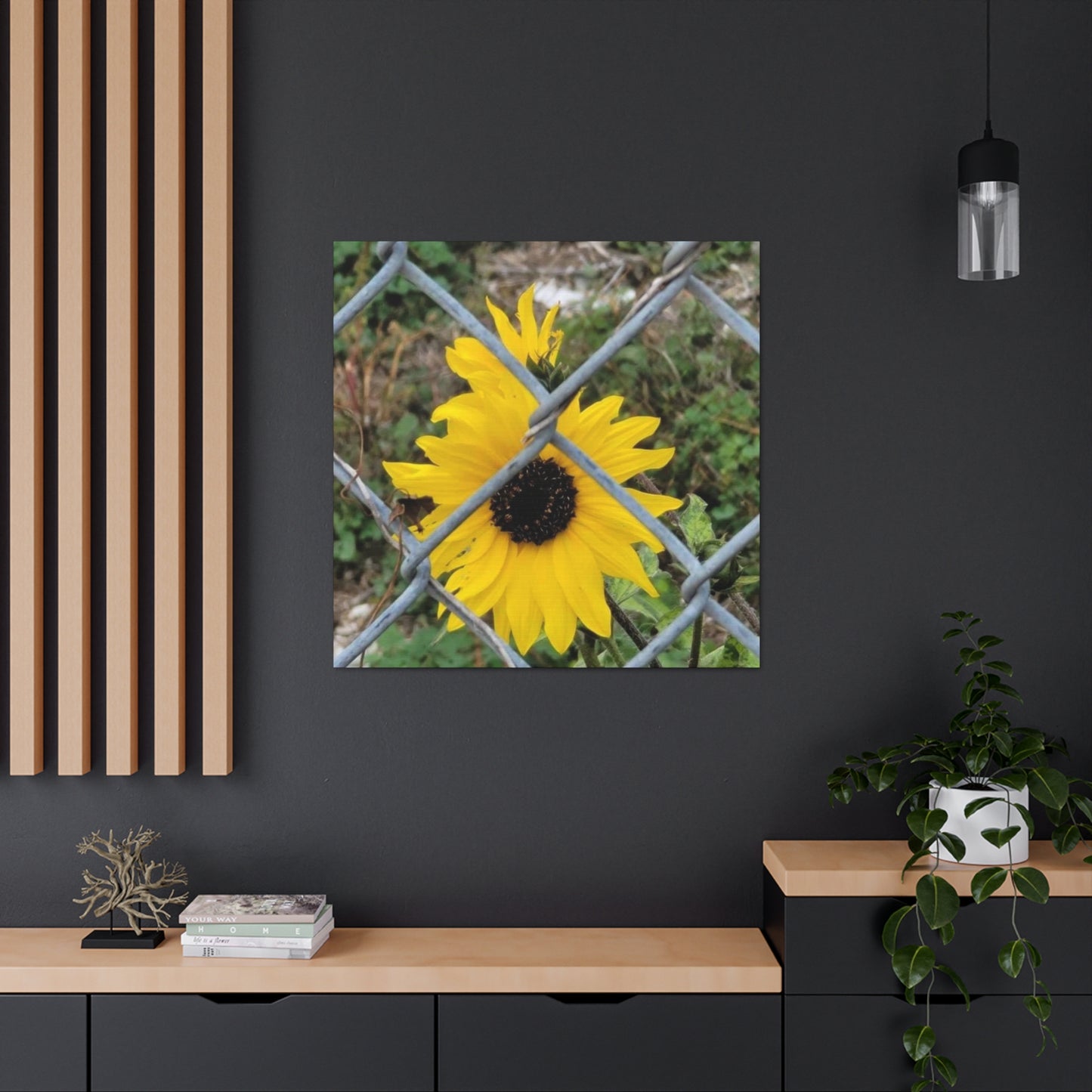 Sunflower Behind A Fence Canvas Gallery Wraps