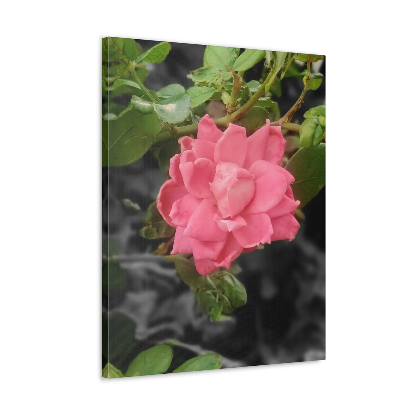 Pink Flower On A Vine | Wall Canvas | Bloom Collection