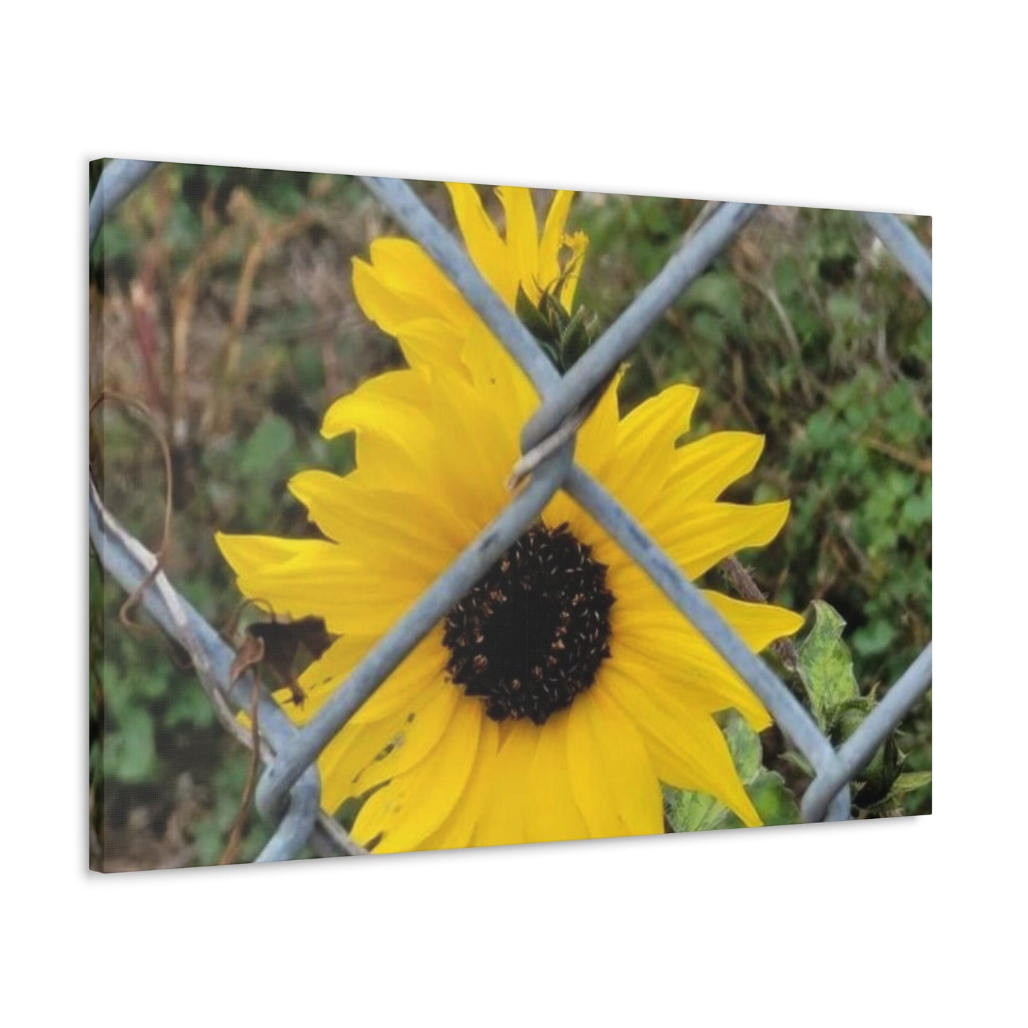 Sunflower Behind A Fence Canvas Gallery Wraps
