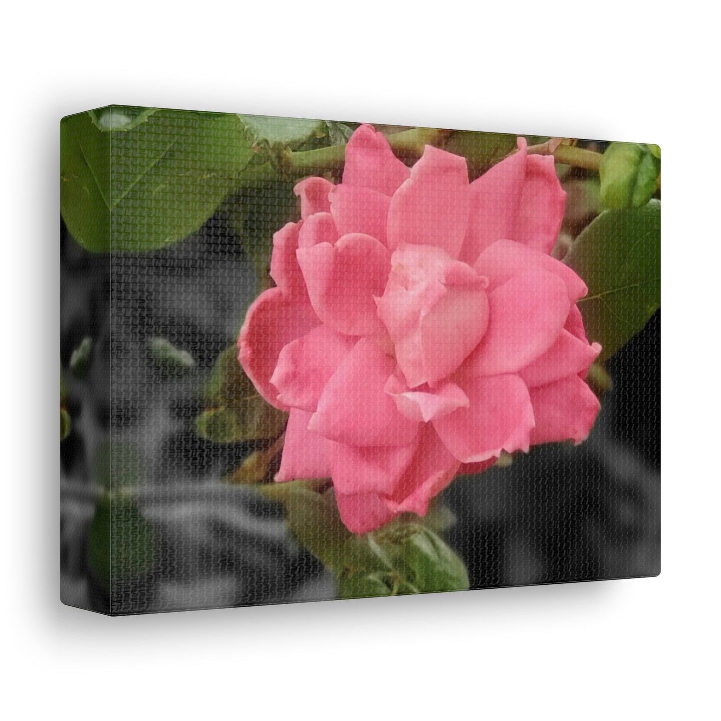 Pink Flower On A Vine | Wall Canvas | Bloom Collection