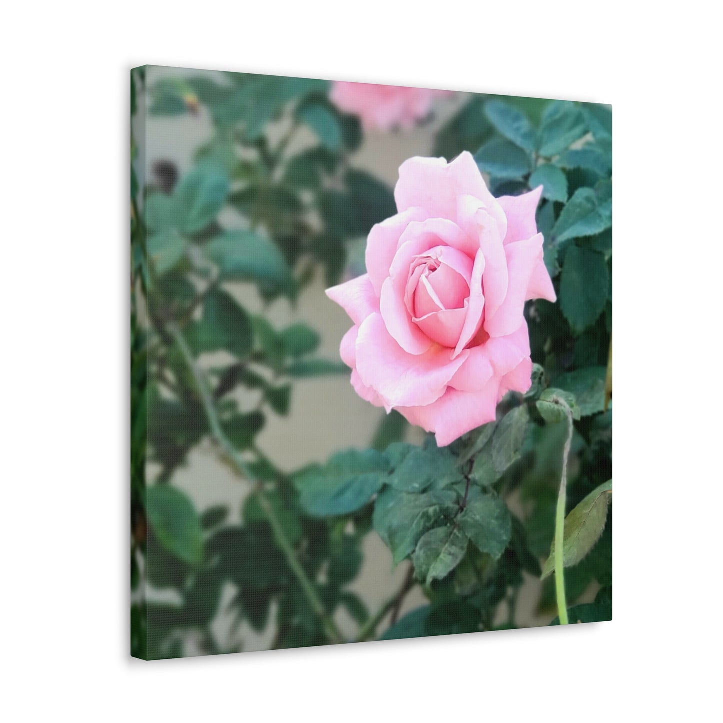 Focus on a Pink Rose | High Bloom Collection | Wall Art Print | Life By Ortavia