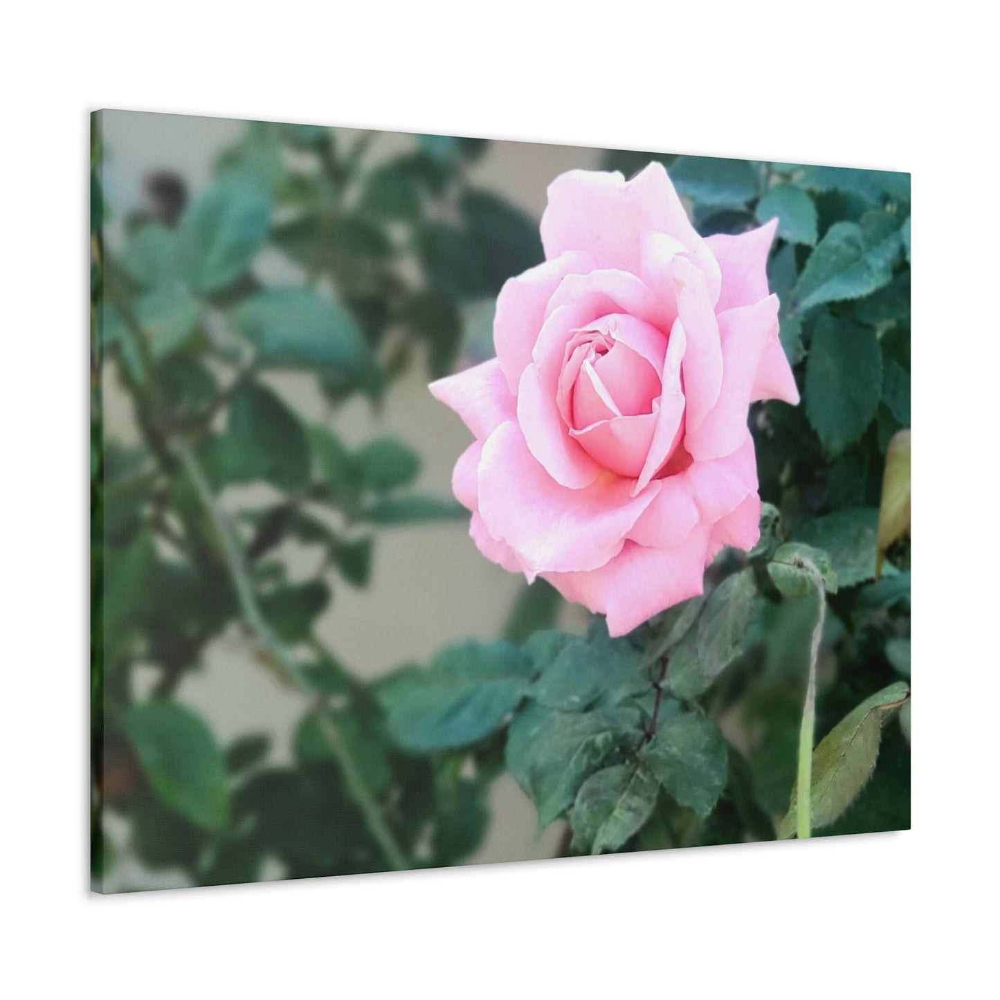 Focus on a Pink Rose | High Bloom Collection | Wall Art Print | Life By Ortavia