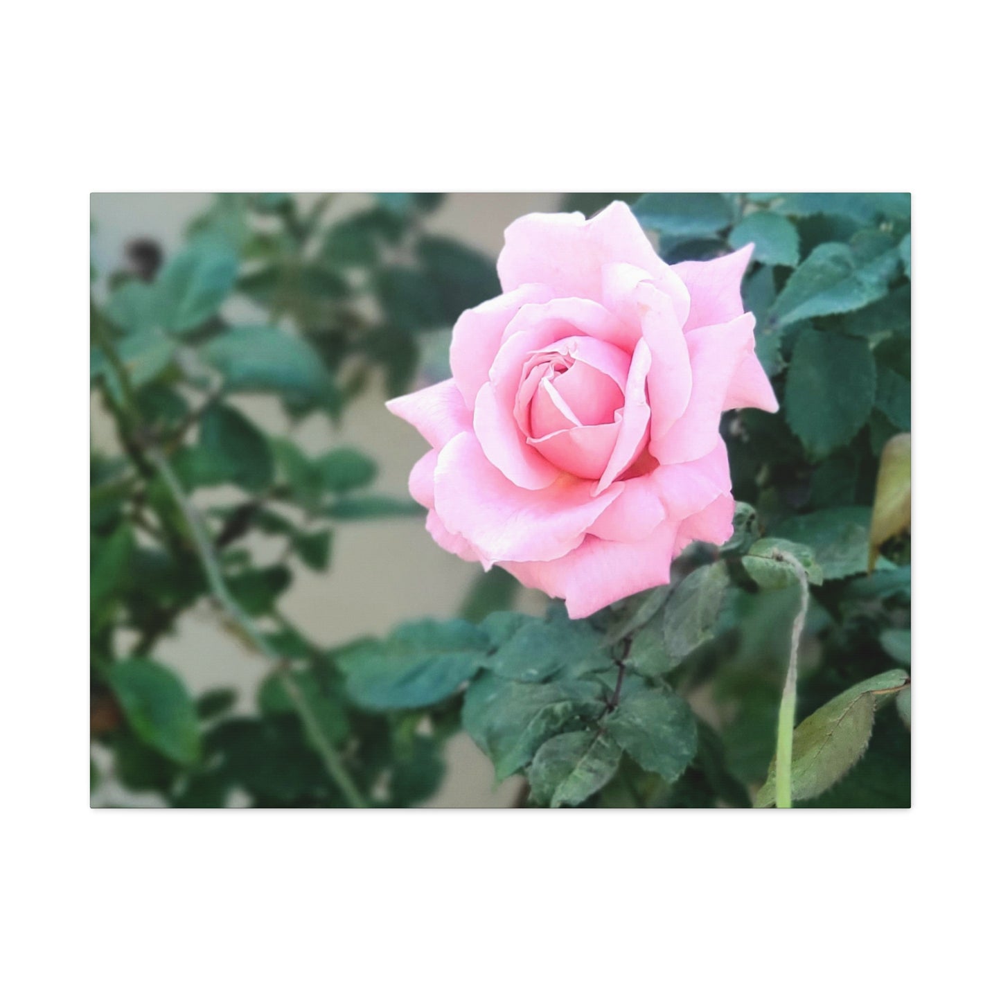 Focus on a Pink Rose | High Bloom Collection | Wall Art Print | Life By Ortavia