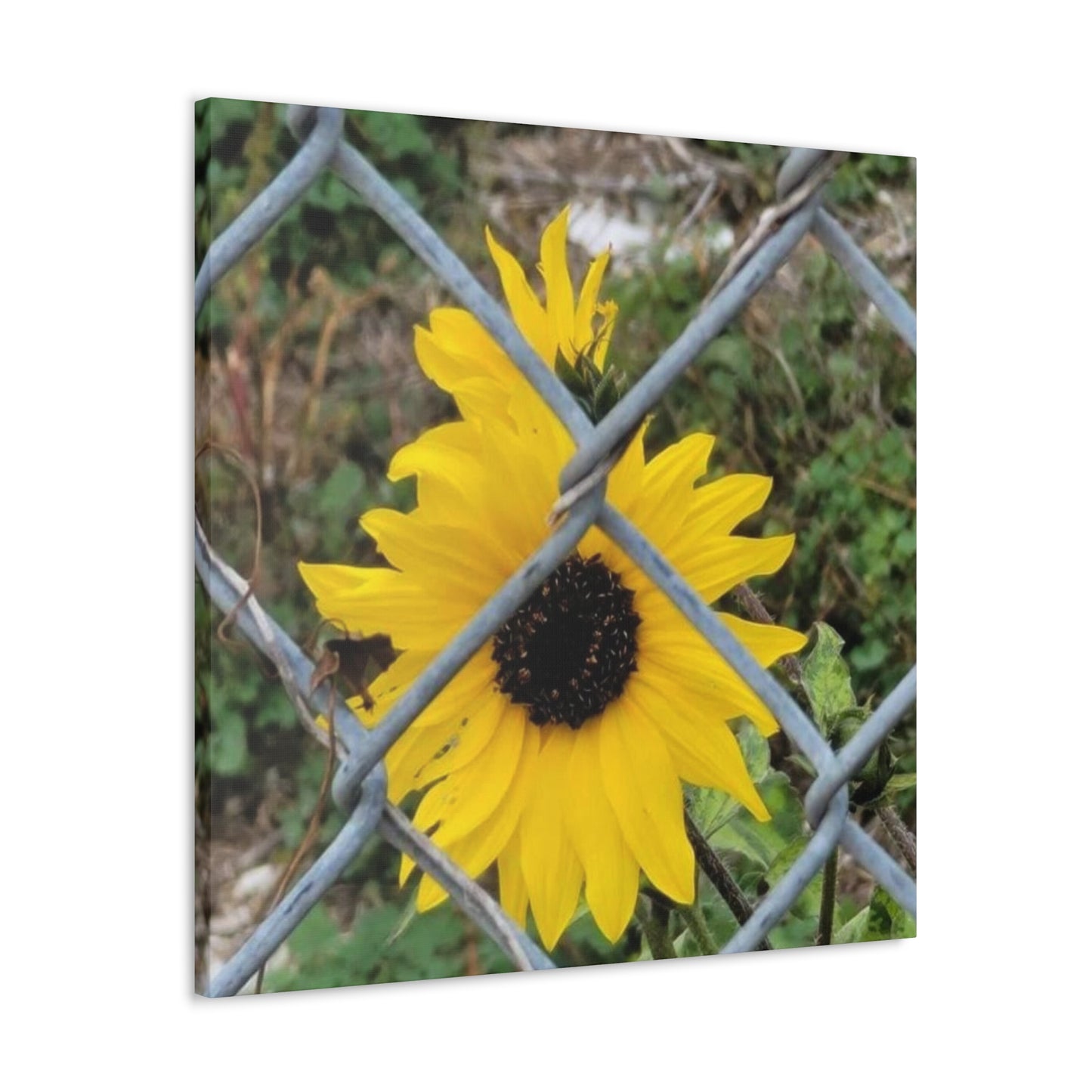 Sunflower Behind A Fence Canvas Gallery Wraps