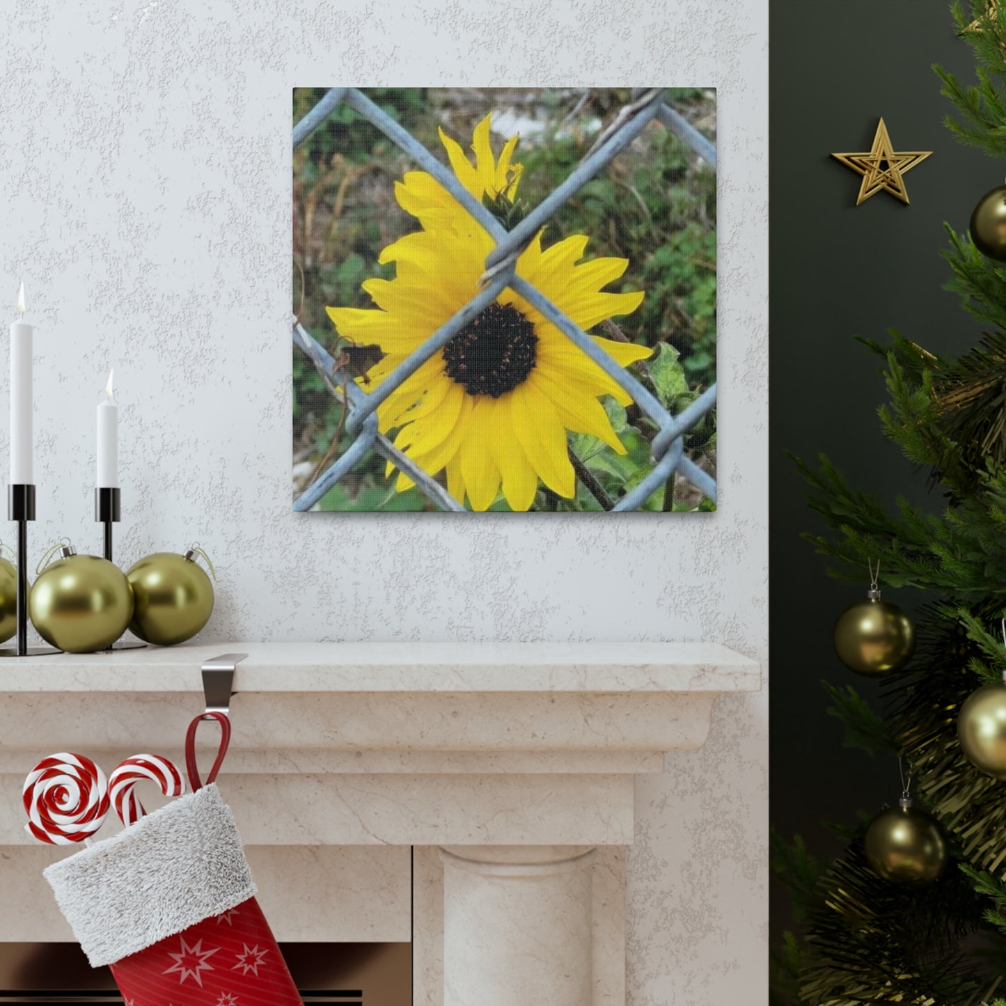 Sunflower Behind A Fence Canvas Gallery Wraps