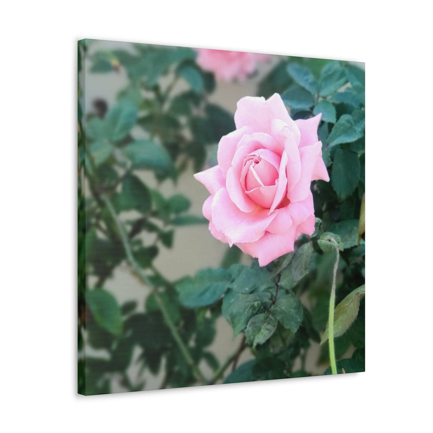 Focus on a Pink Rose | High Bloom Collection | Wall Art Print | Life By Ortavia
