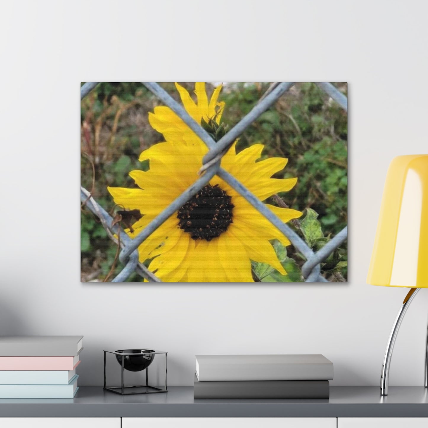 Sunflower Behind A Fence Canvas Gallery Wraps