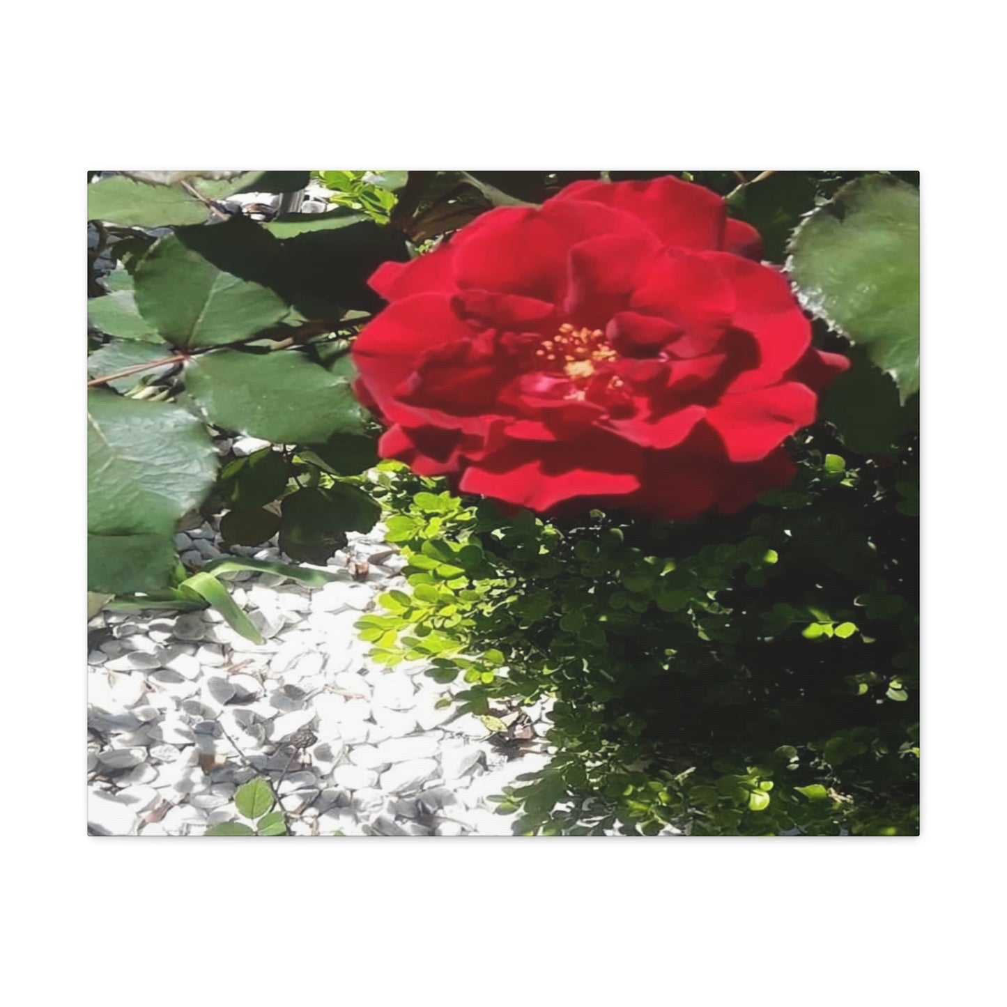 Europeana Red Rose | Wall Art Print | High Bloom Collection | Life By Ortavia